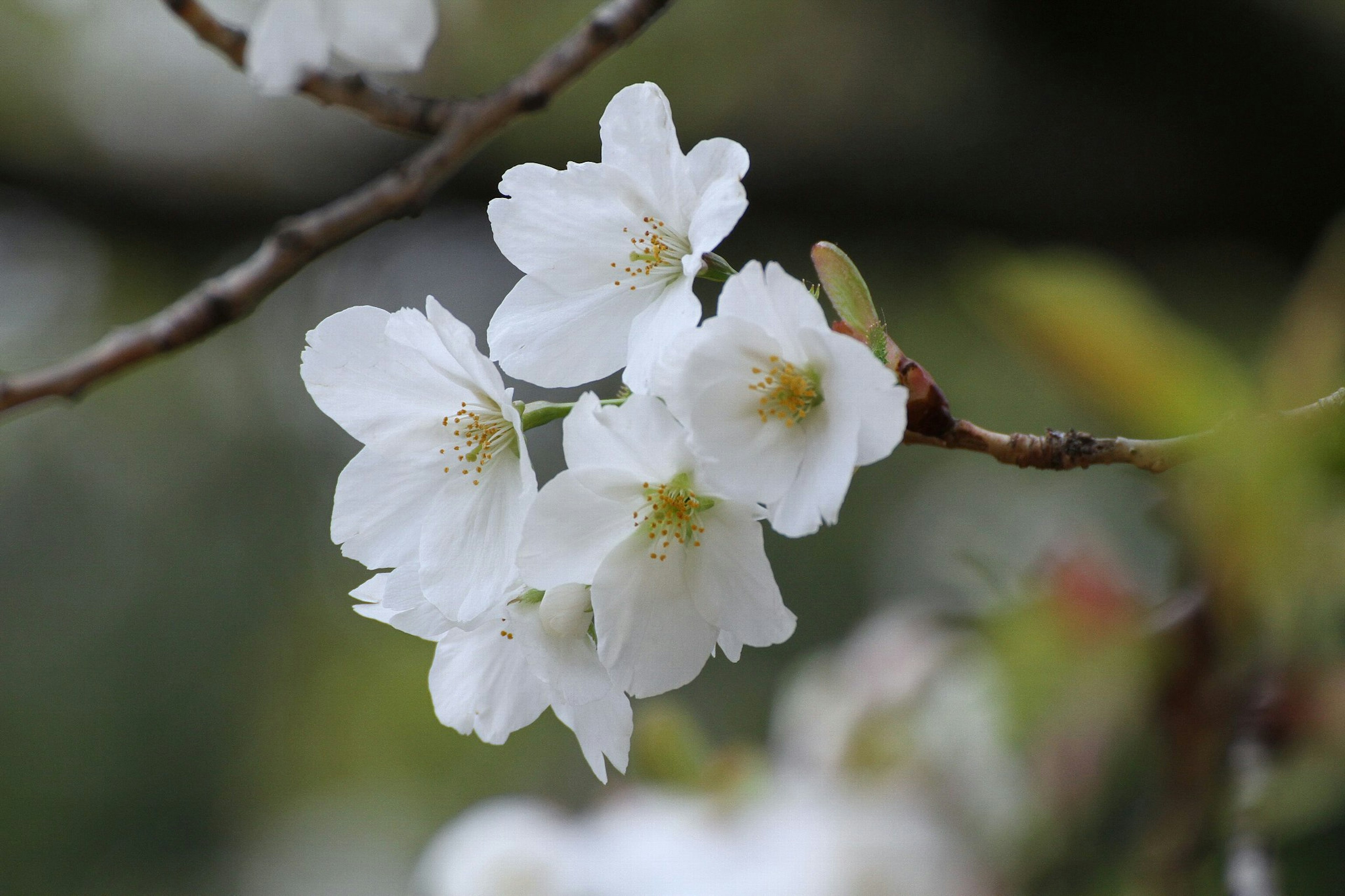 Kedekatan bunga sakura putih di atas cabang