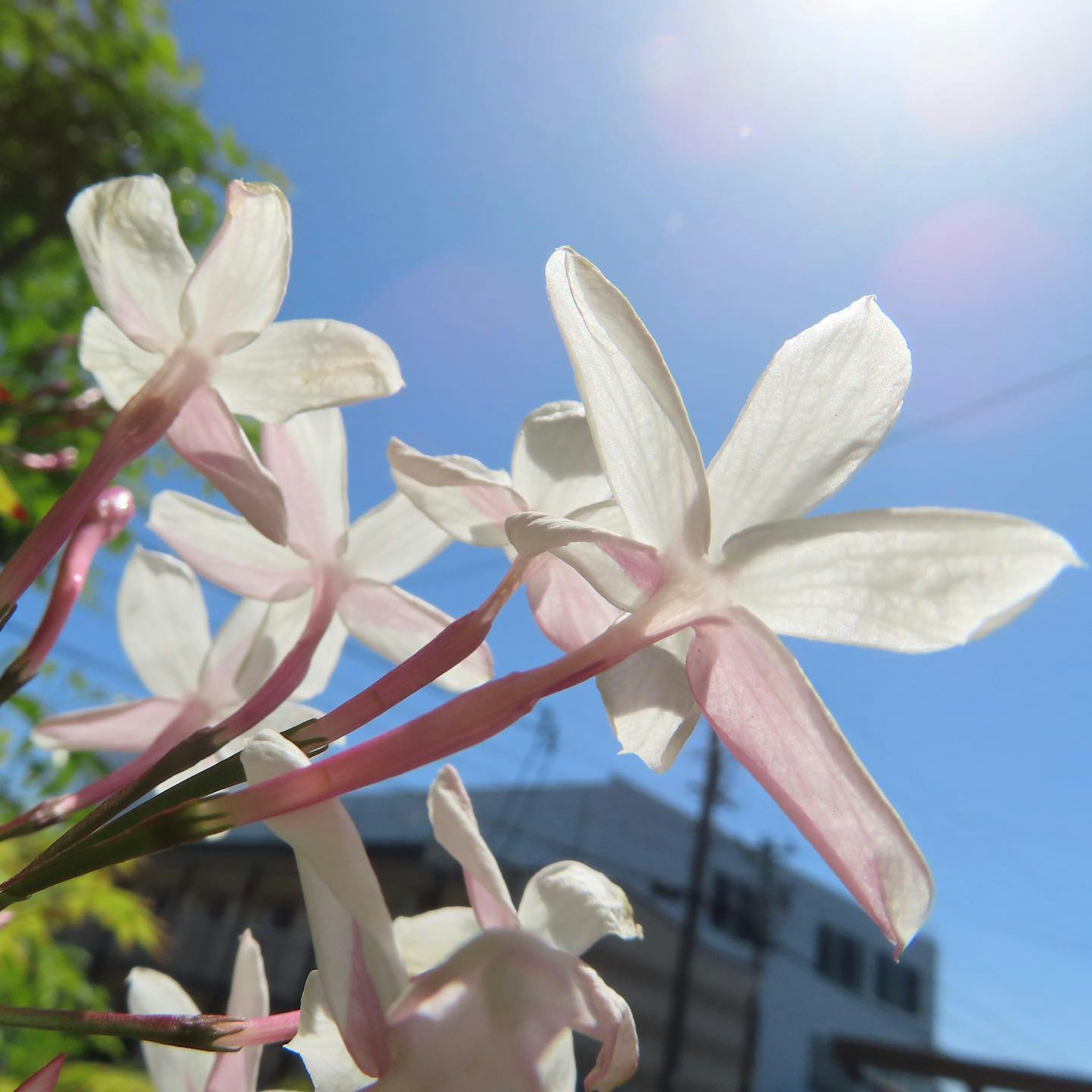 Primer plano de flores blancas y rosas contra un cielo azul