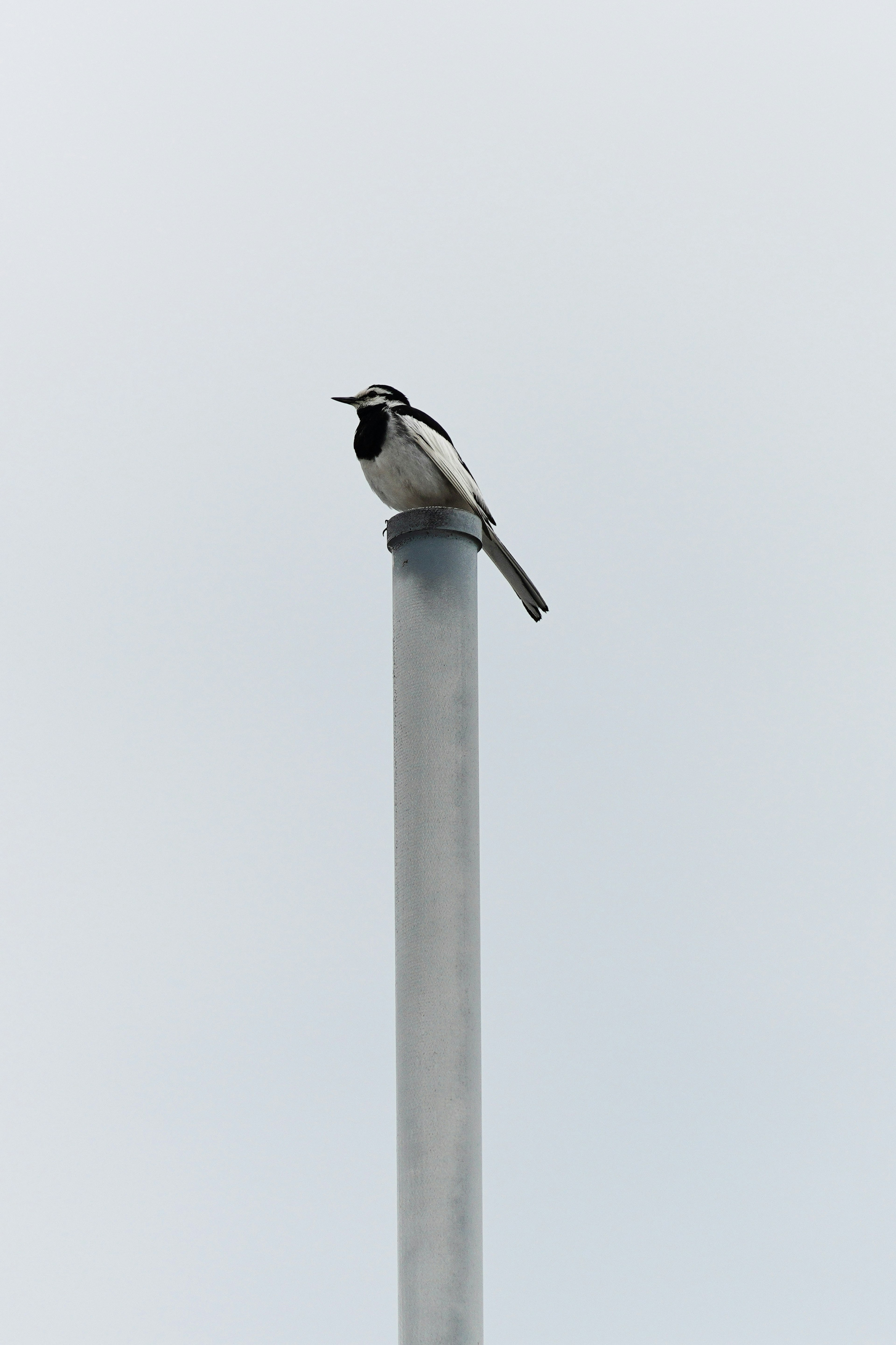 A black and white bird perched on top of a pole