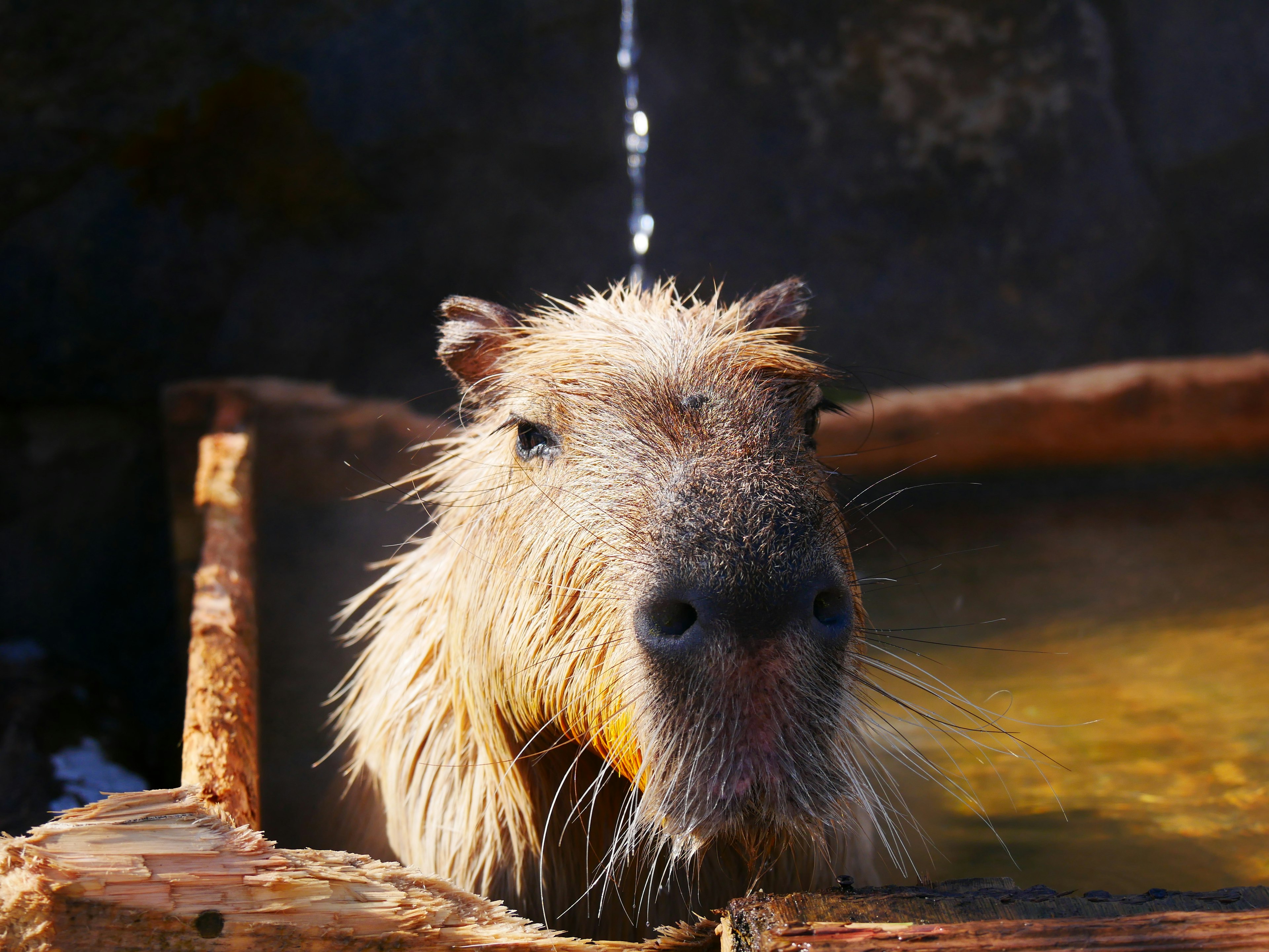 Primer plano de la cara de un capibara en agua