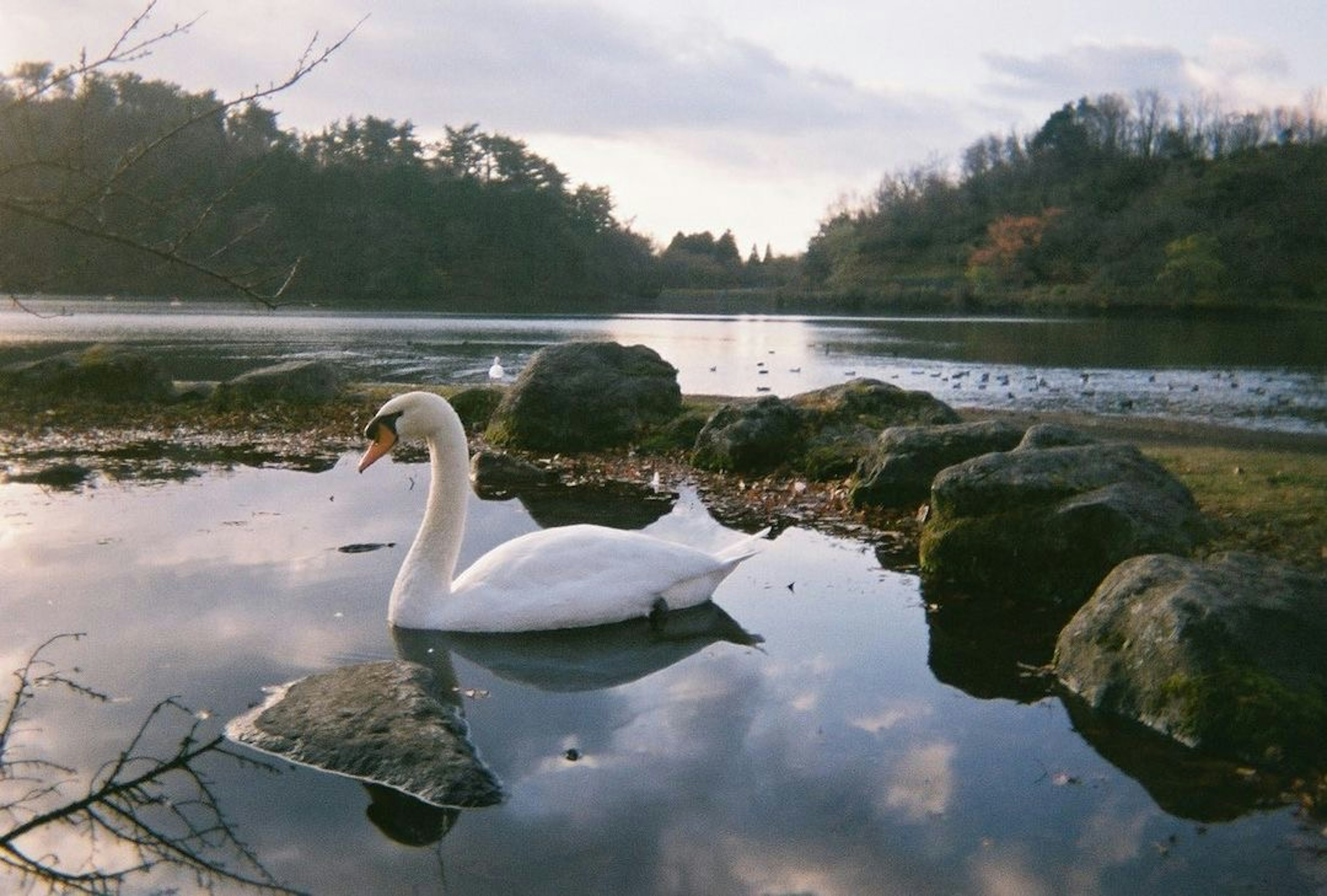 Ein schöner Schwan, der an einem ruhigen See umgeben von Natur schwebt