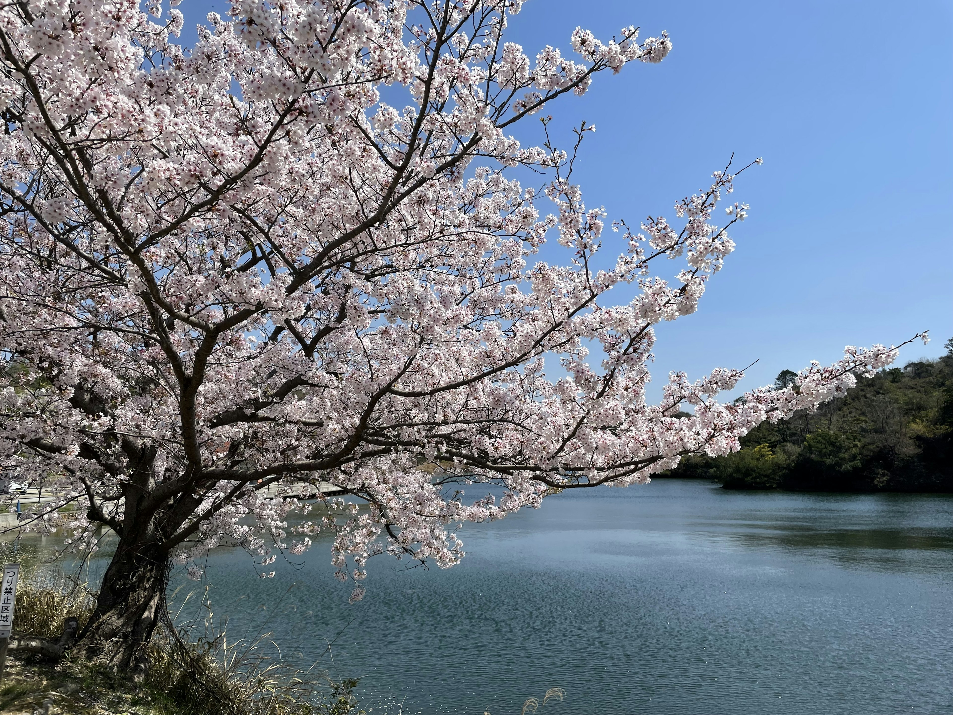 Pohon sakura yang mekar di tepi danau tenang di bawah langit biru