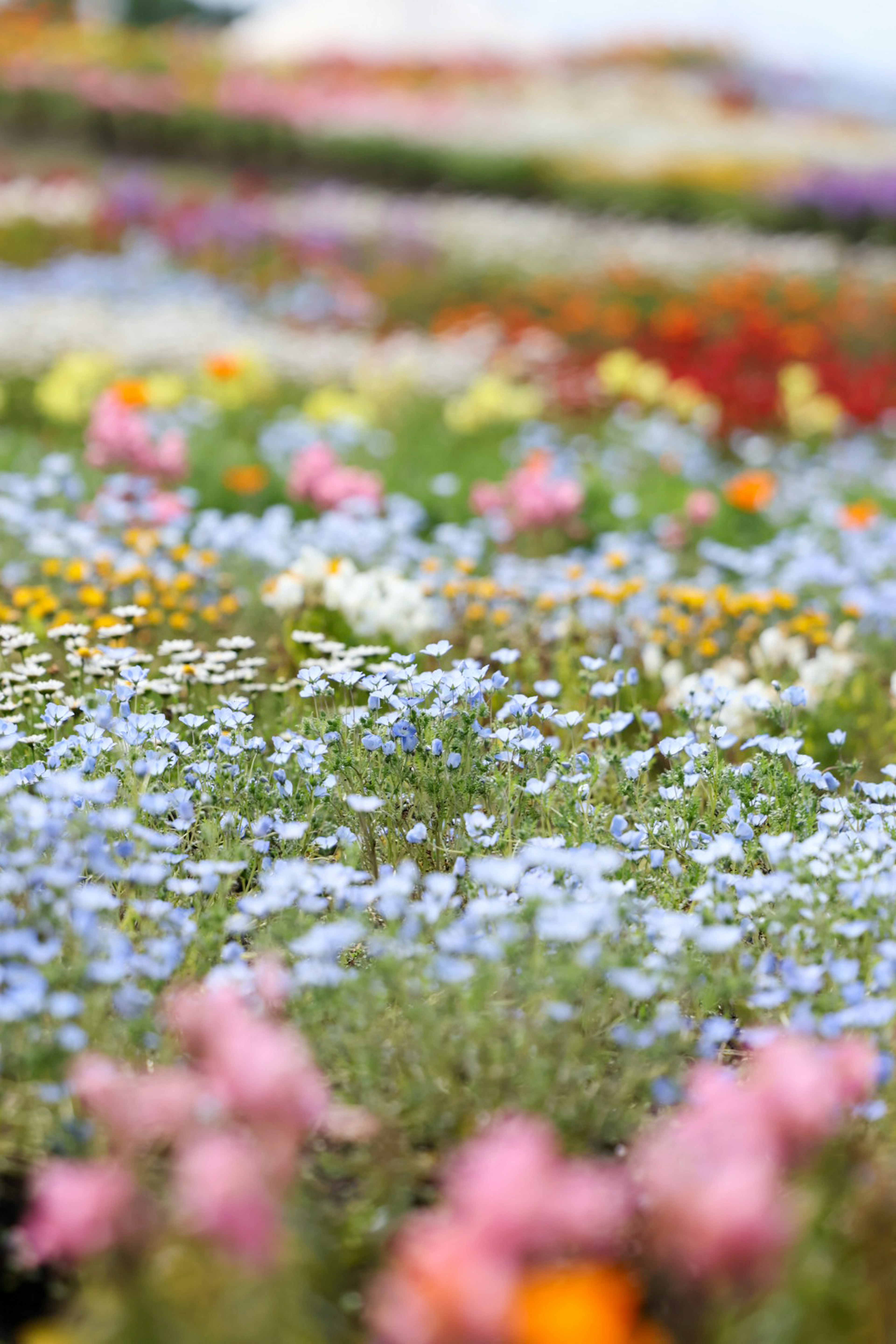 色とりどりの花が咲き乱れる美しい風景