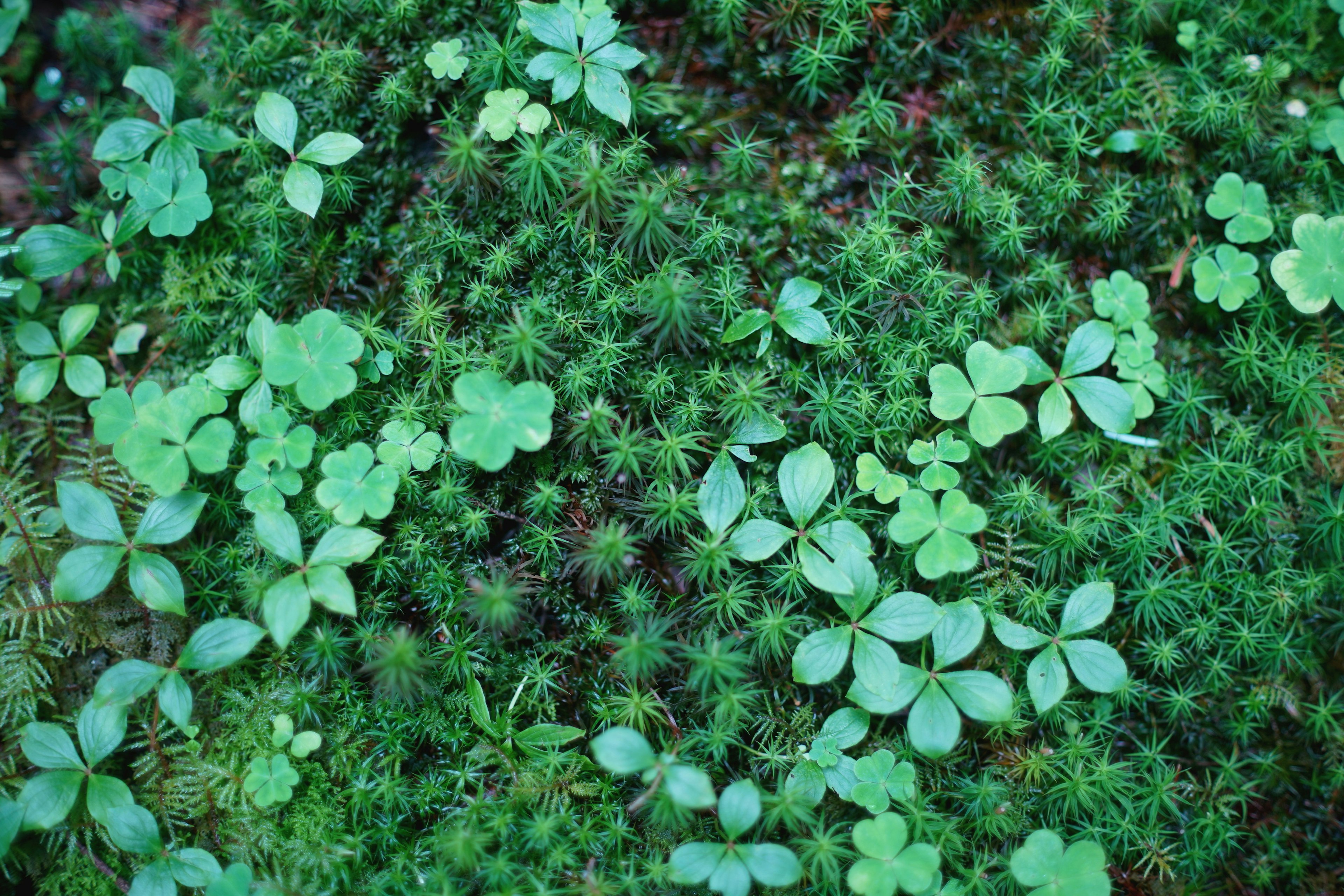 緑の植物が広がる地面の上の苔と葉