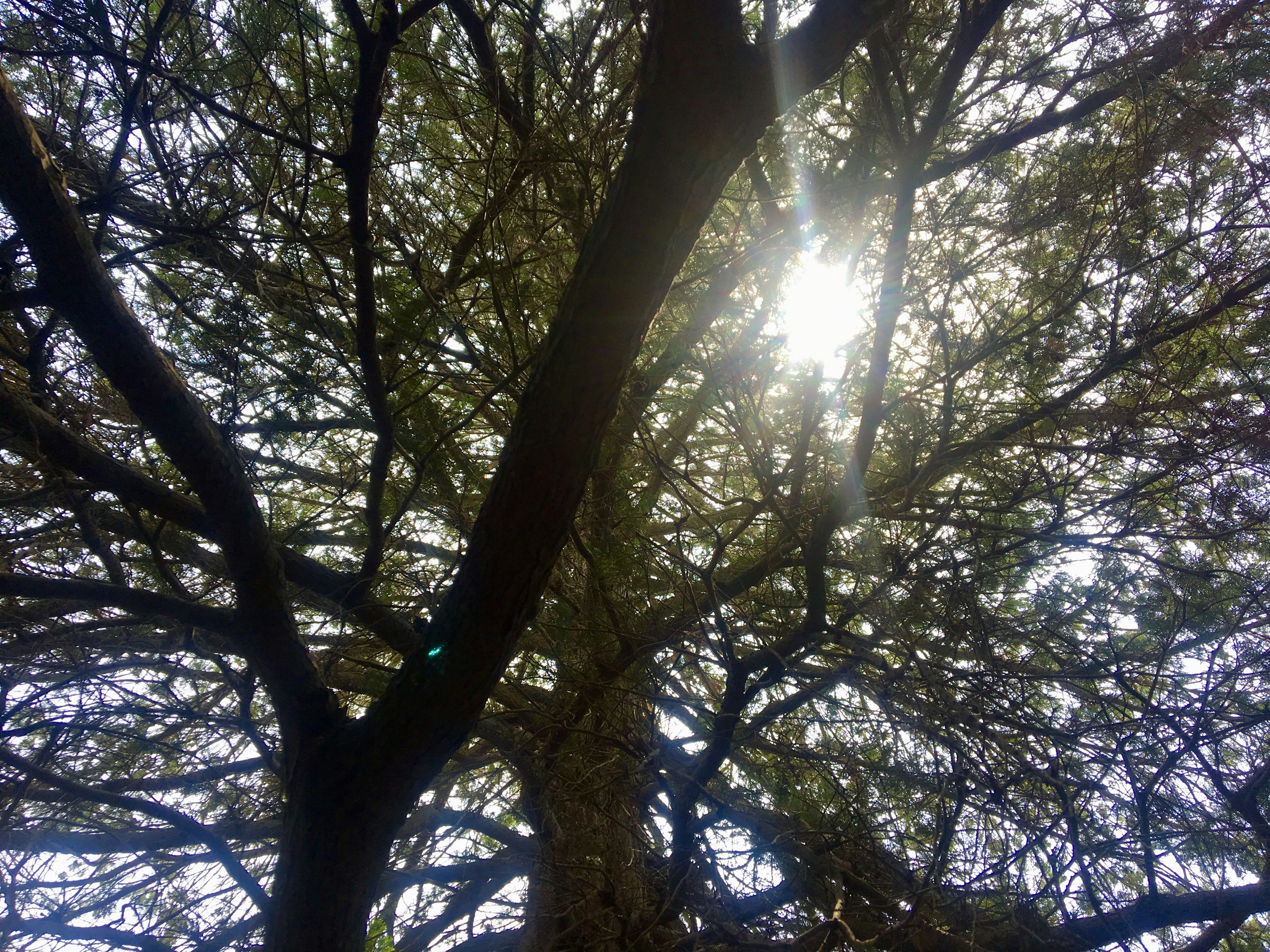 Imagen de un gran árbol visto desde abajo con luz solar filtrándose a través de las hojas