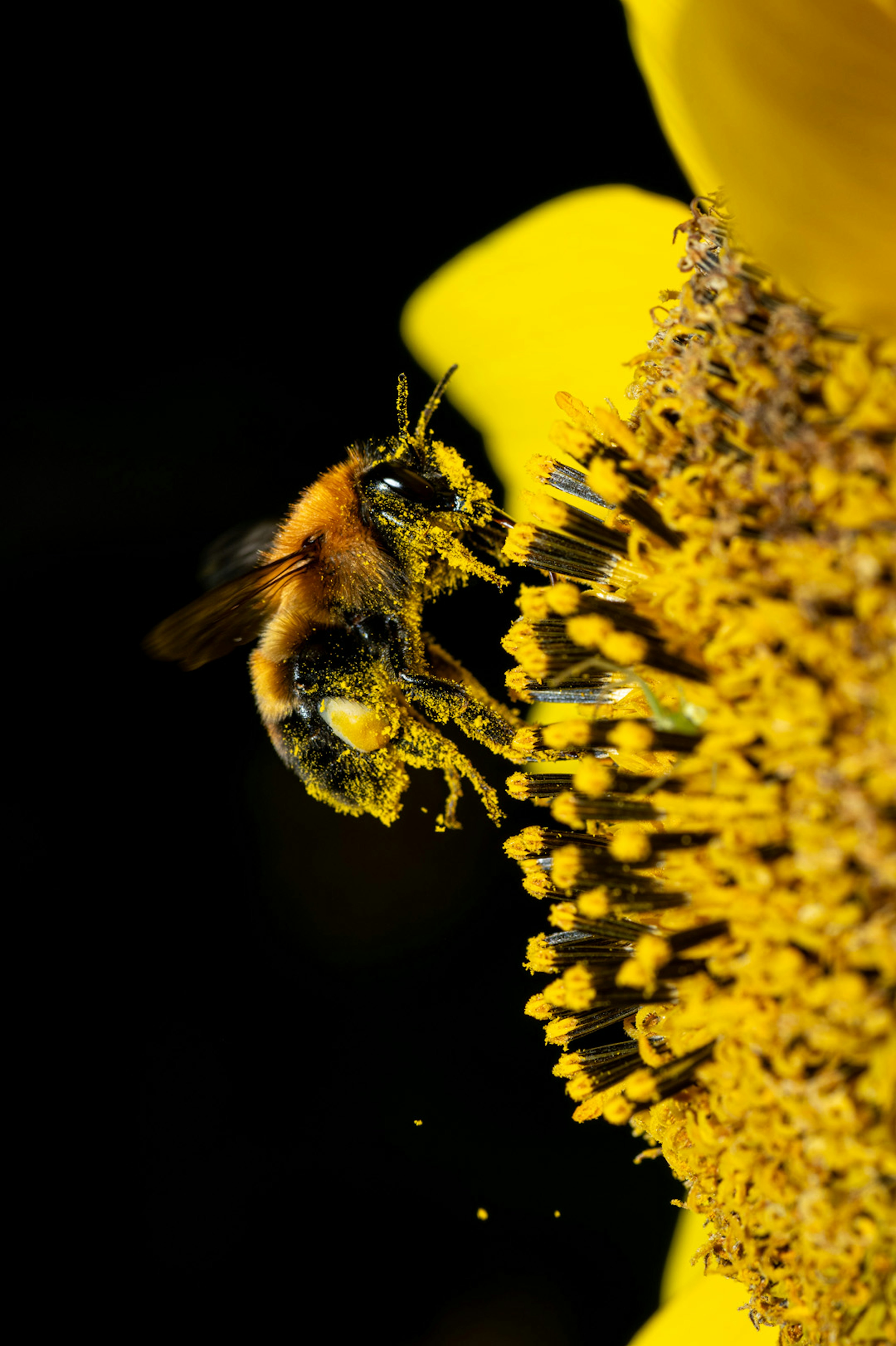 Una abeja recolectando polen de un girasol