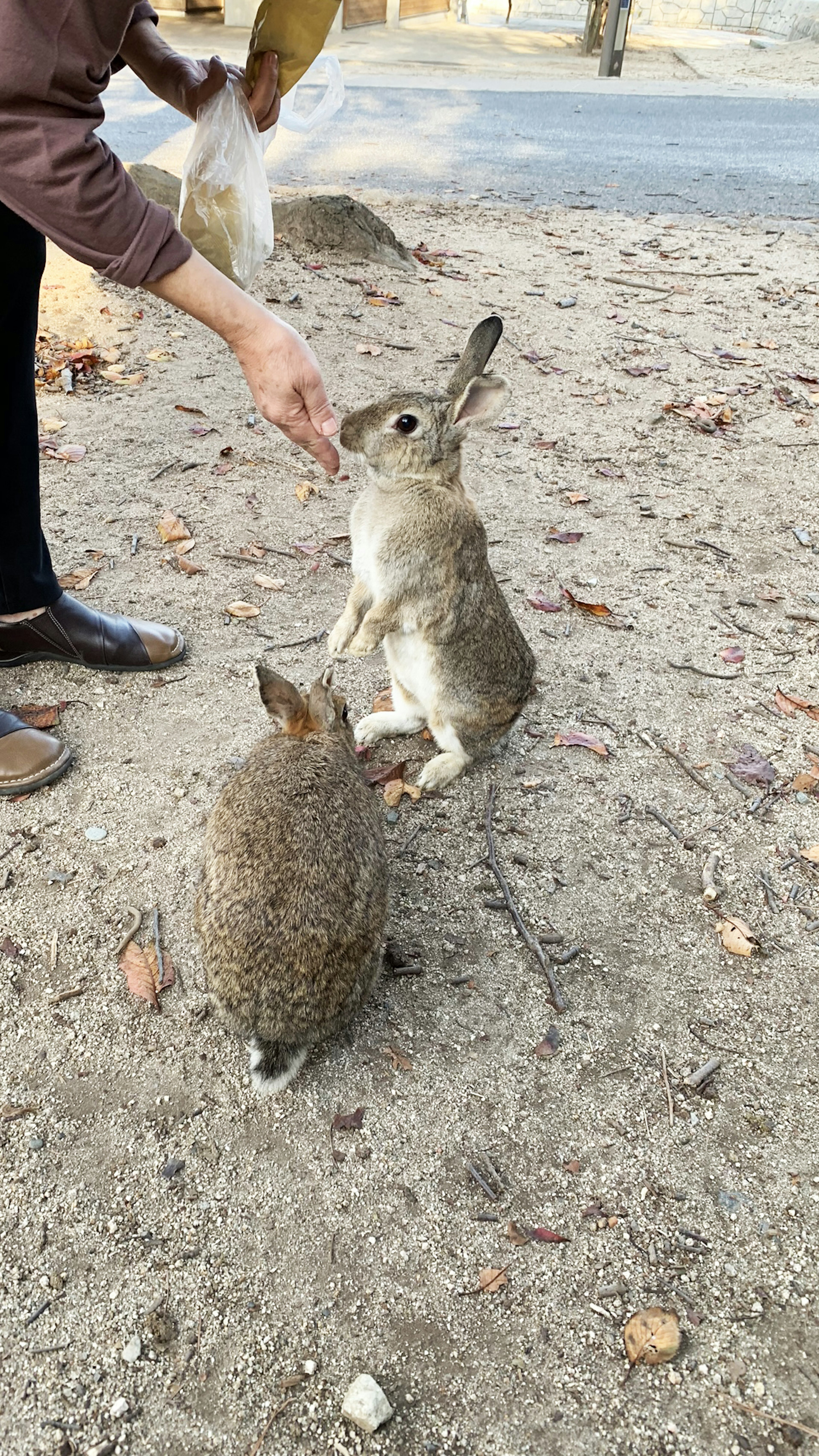 A person feeding two rabbits in a natural setting