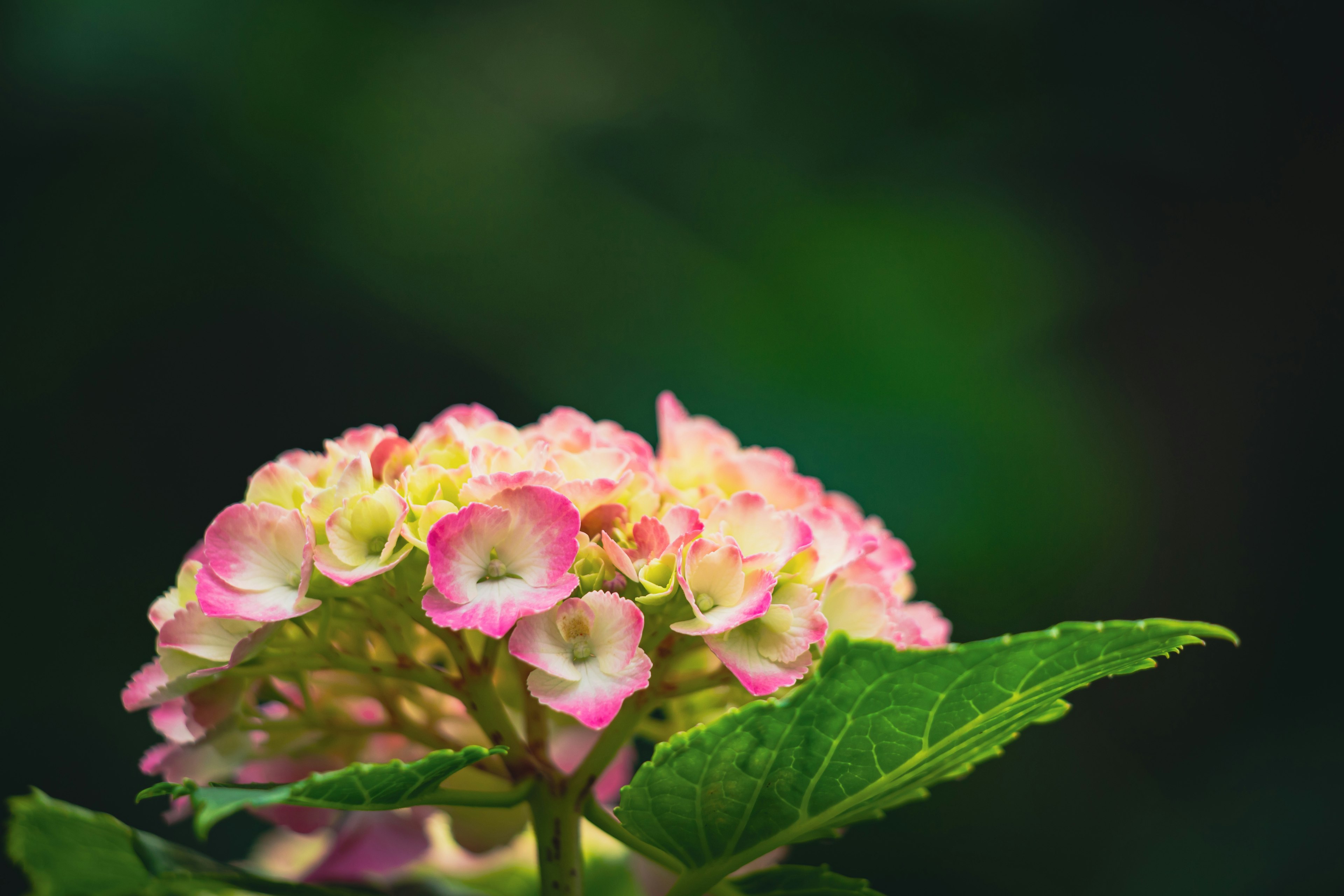 Hydrangea flower with soft pink petals and green leaves