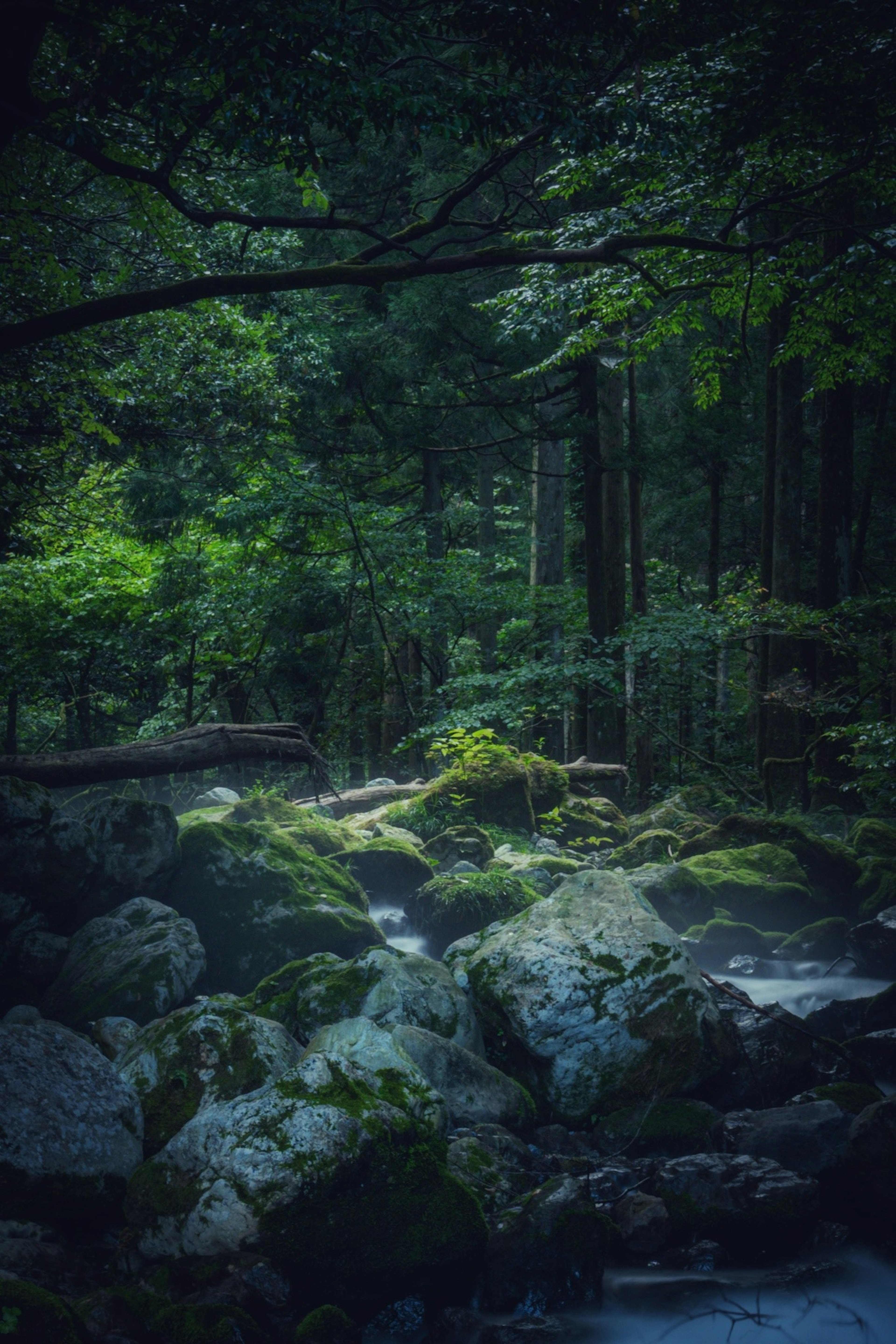 Escena de bosque exuberante con rocas y un arroyo que fluye