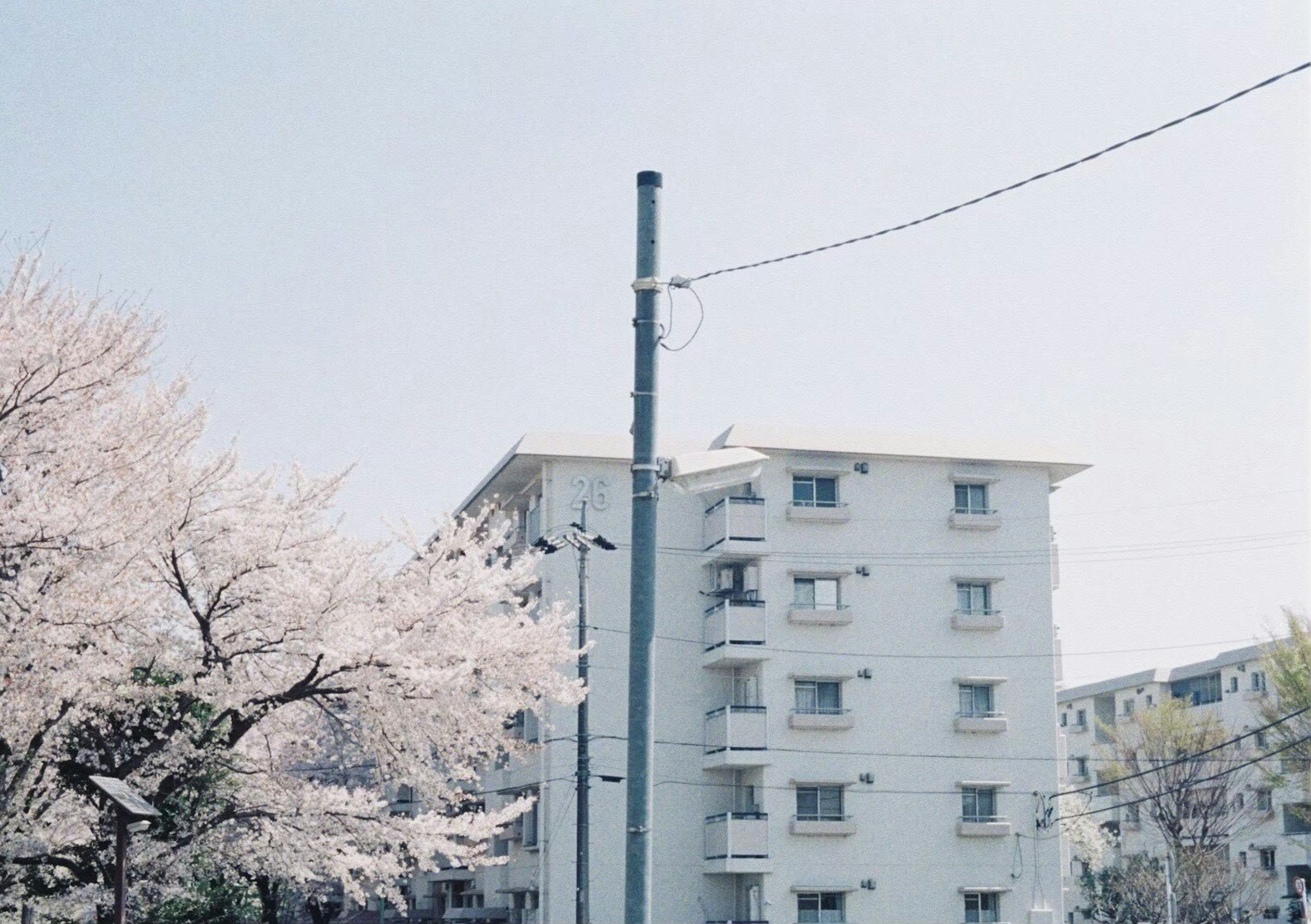 盛开的樱花树旁边有一栋白色建筑