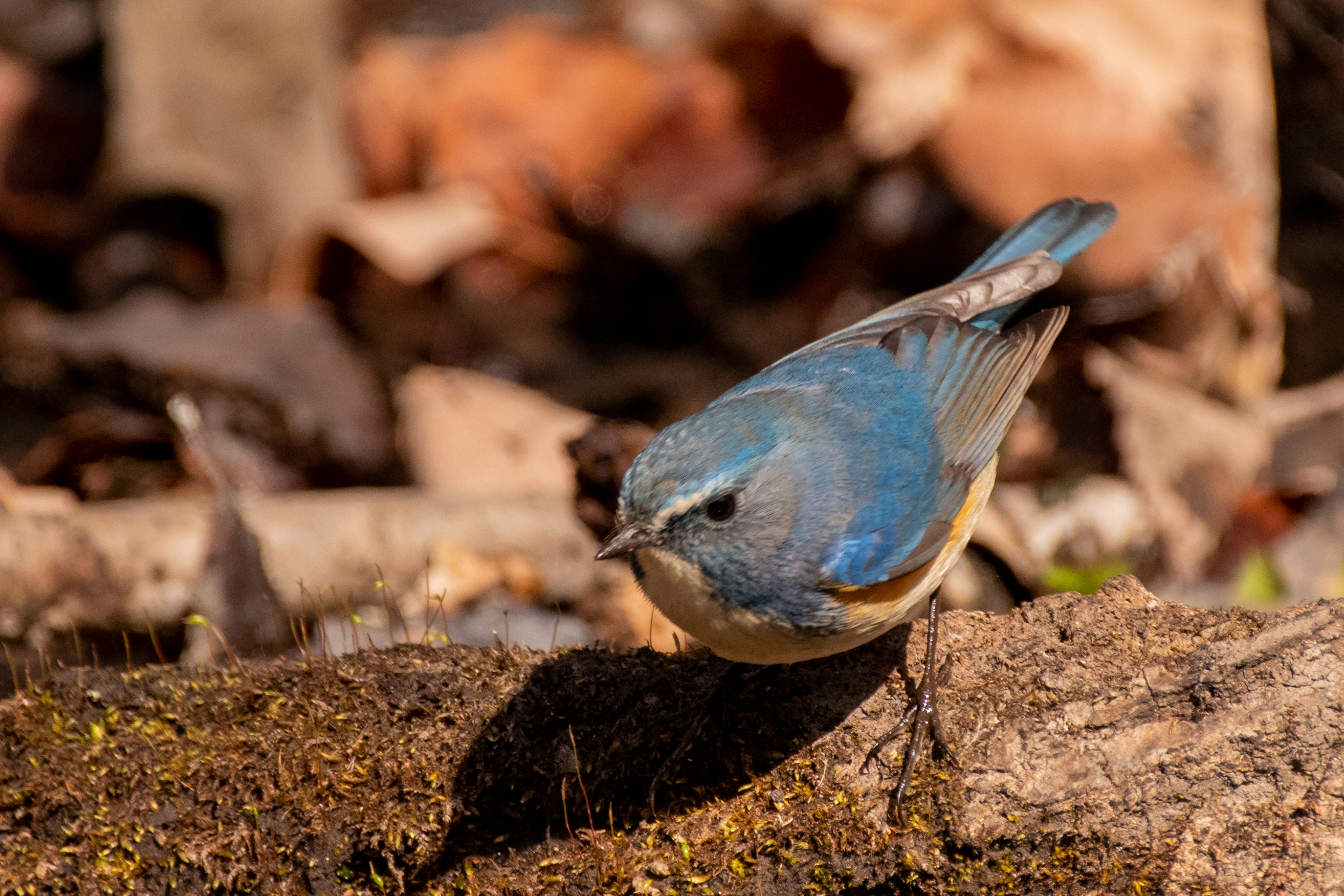 Un oiseau bleu se tenant au sol entouré de feuilles tombées