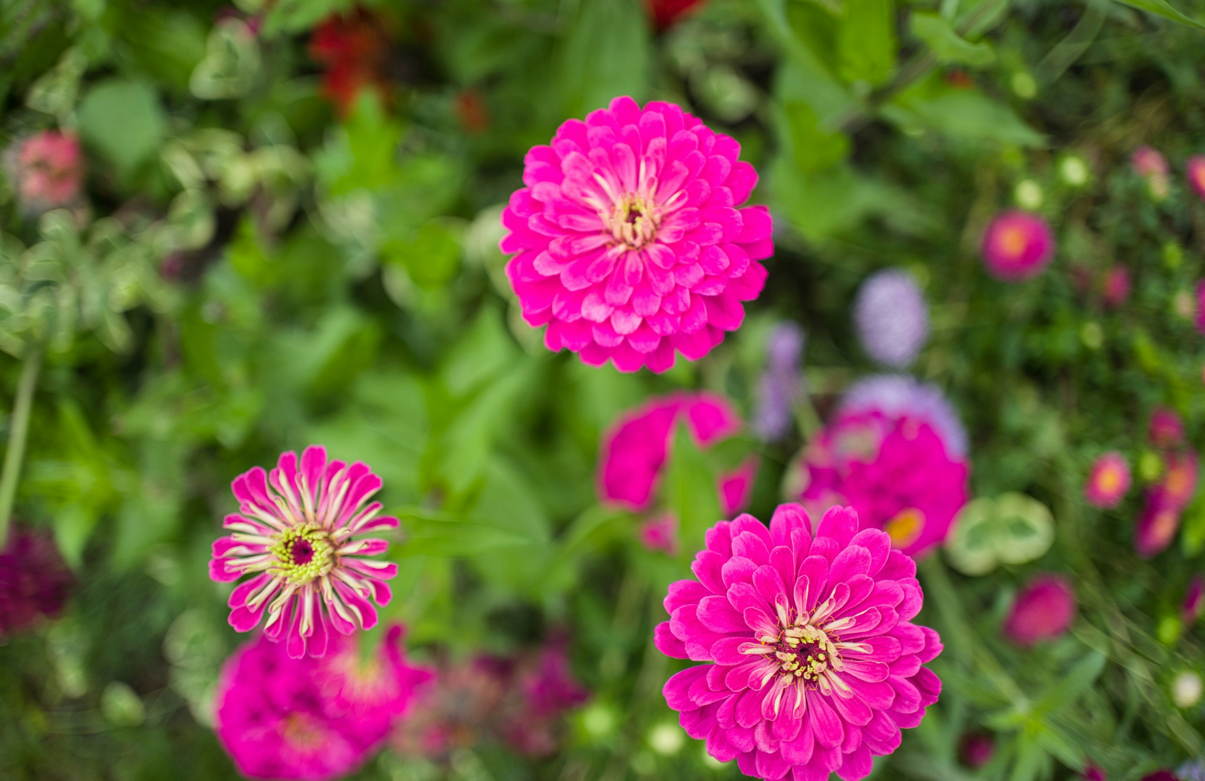 鮮やかなピンクの花々が咲いている庭の上からの視点