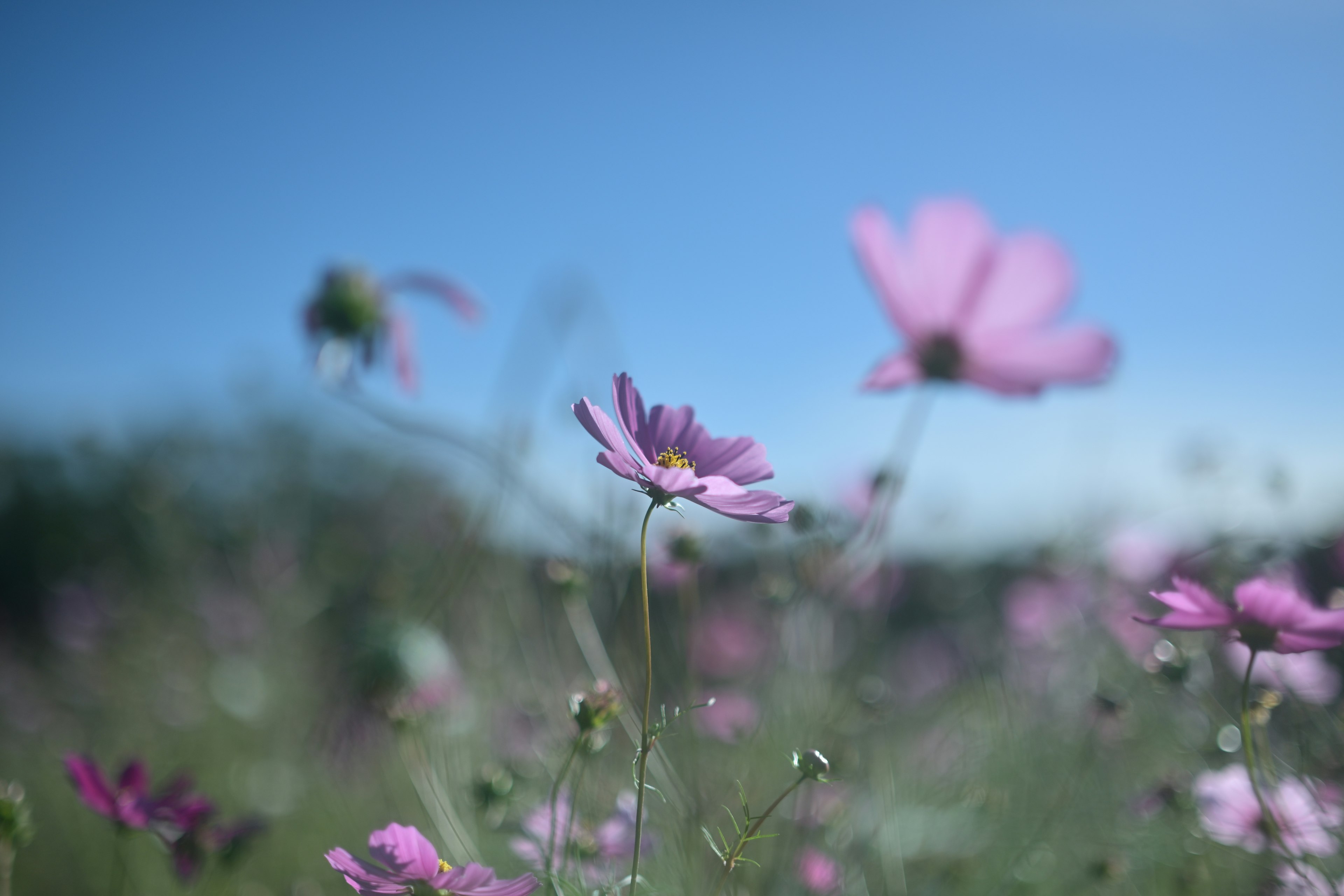 Gruppo di fiori rosa che fioriscono sotto un cielo blu