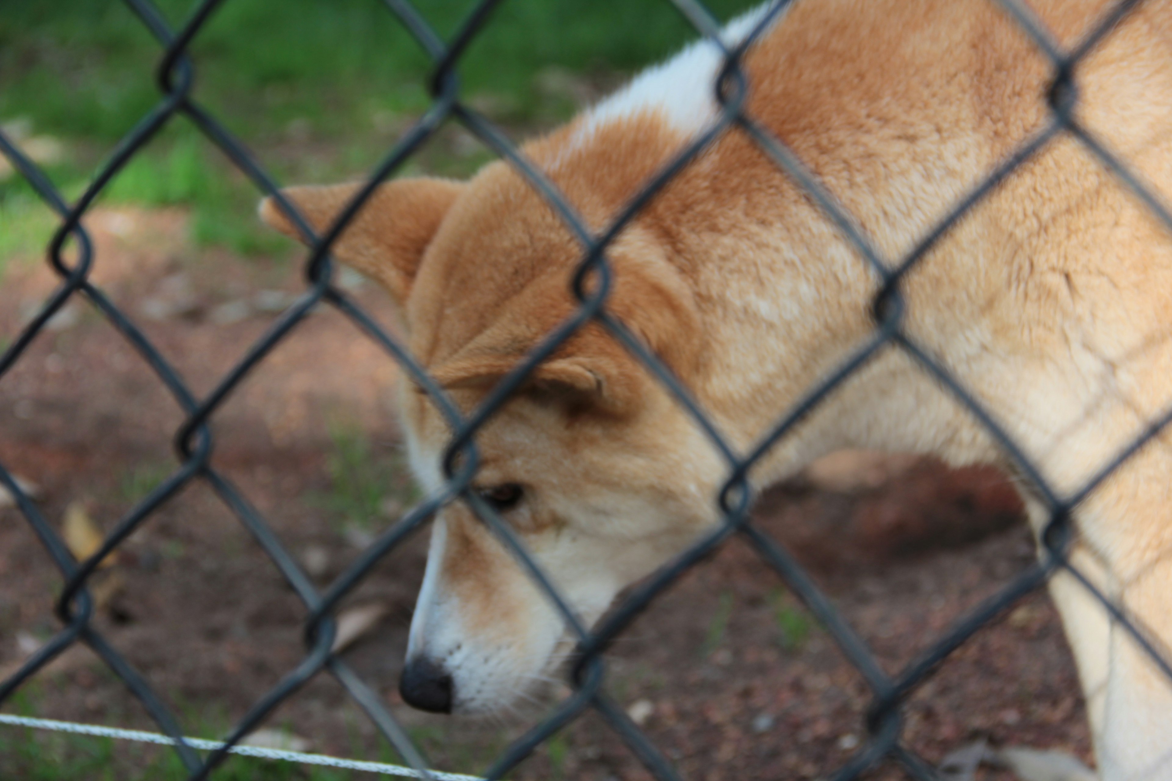 網越しに見える茶色い犬の顔