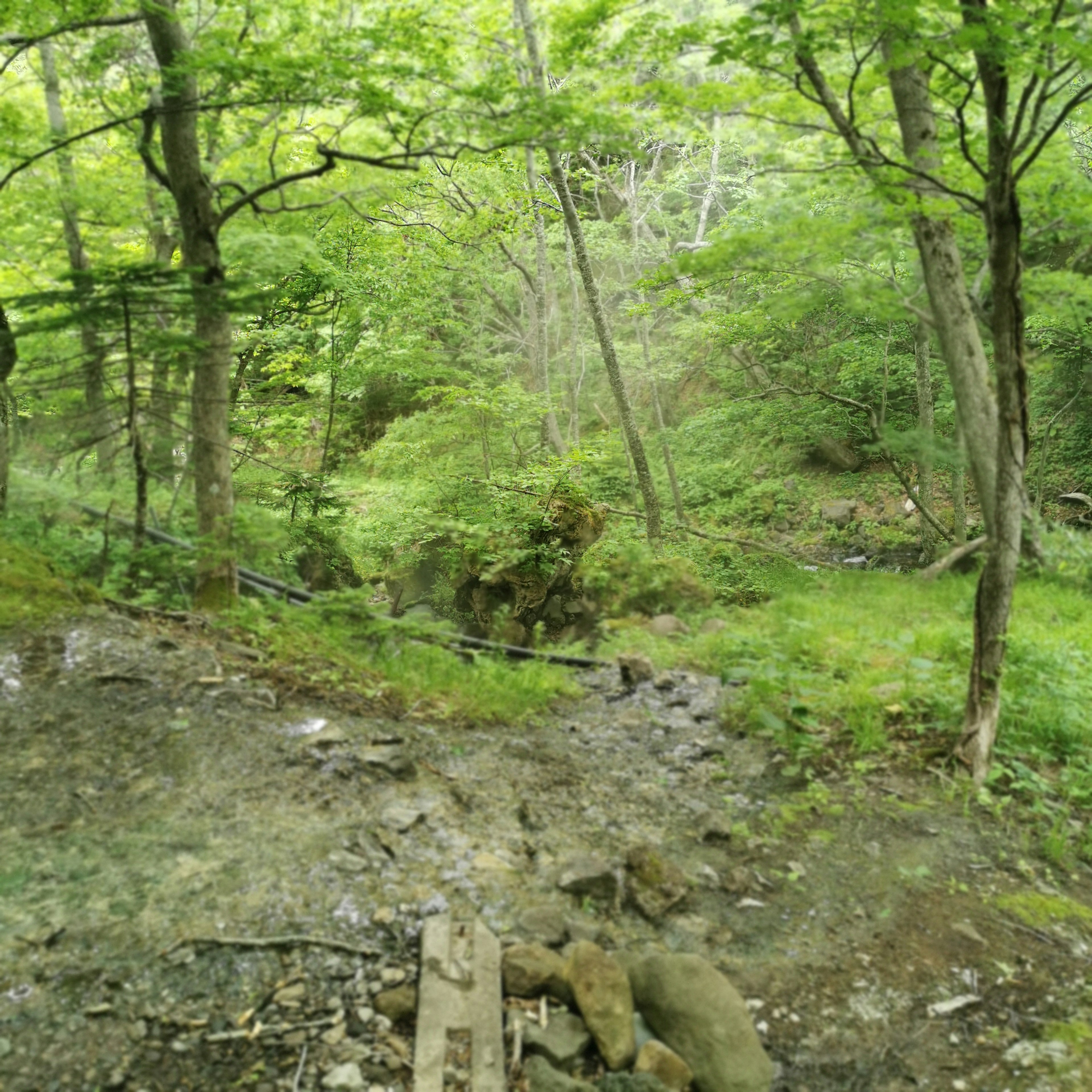 Forêt verdoyante avec un ruisseau qui coule