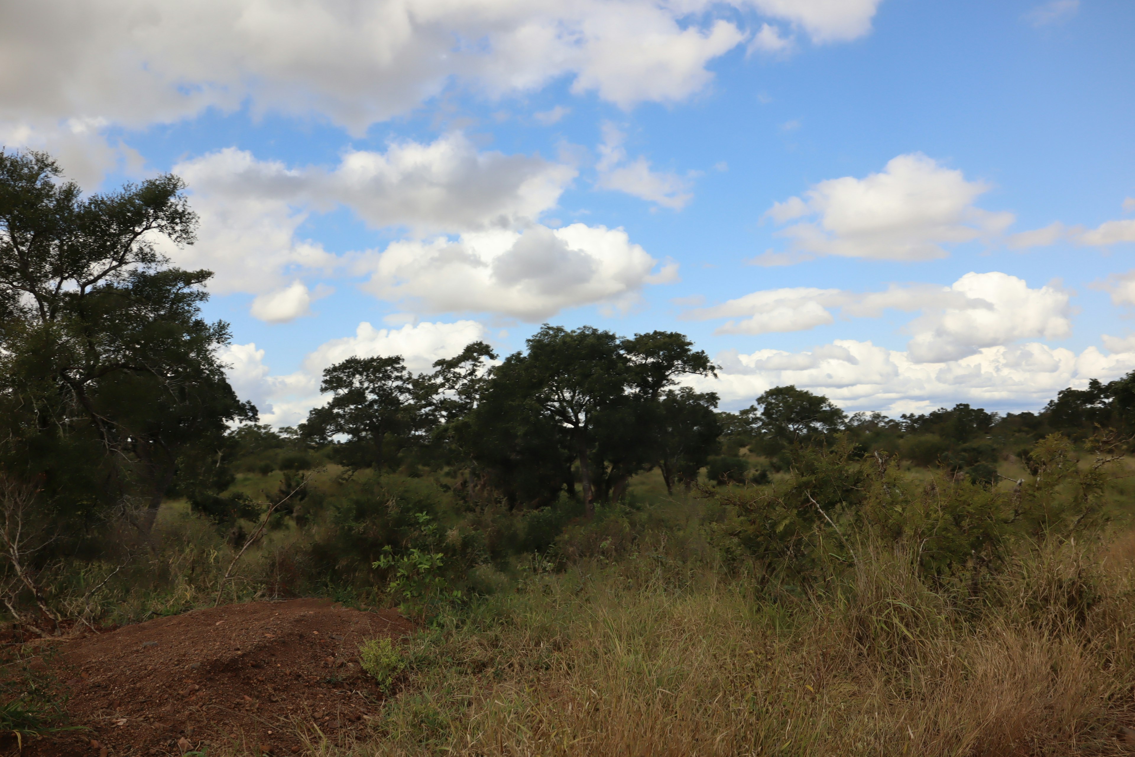 Landscape featuring green trees and grass under a blue sky with white clouds