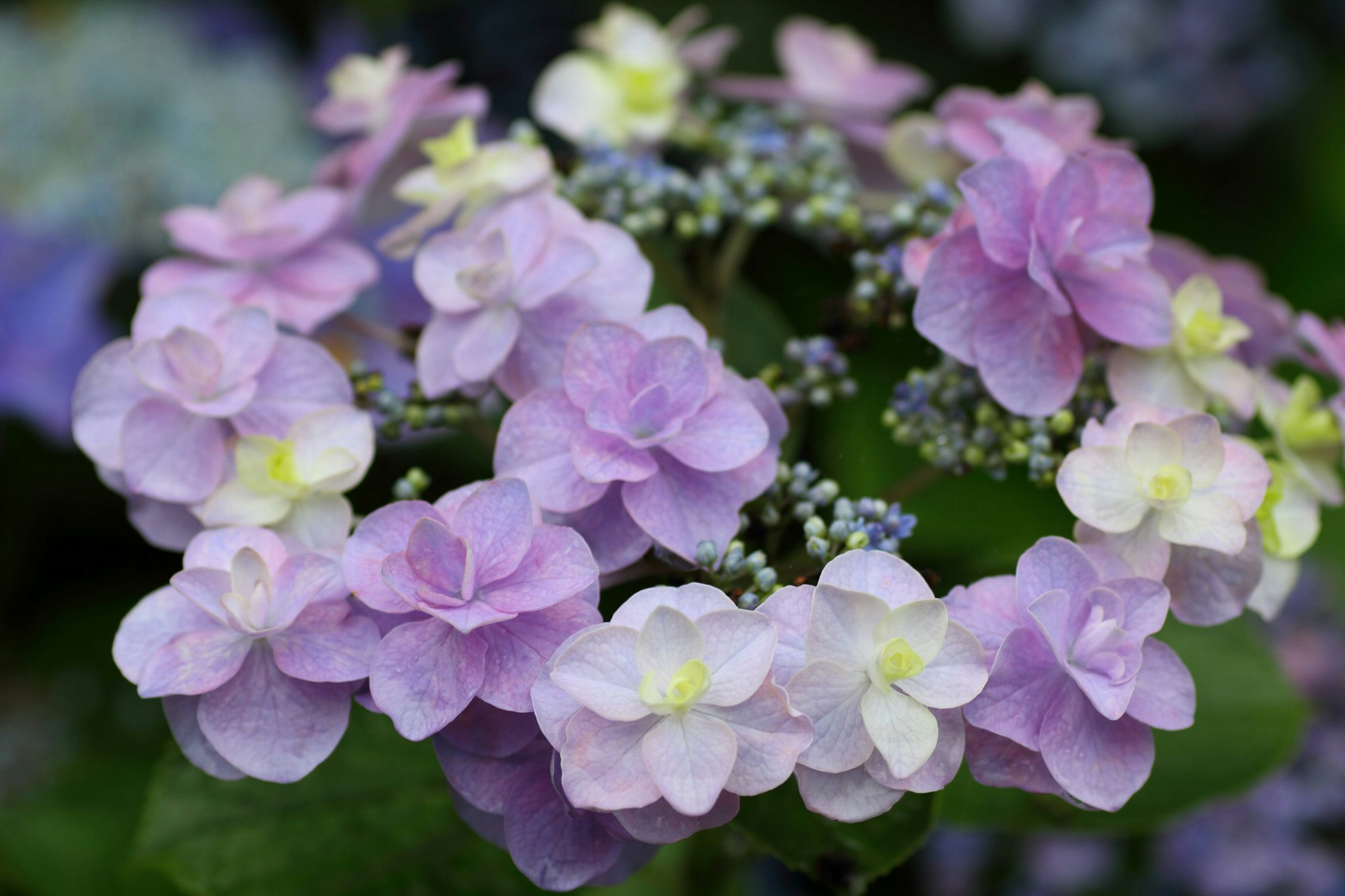 Raggruppamento di belle fiori viola di ortensia