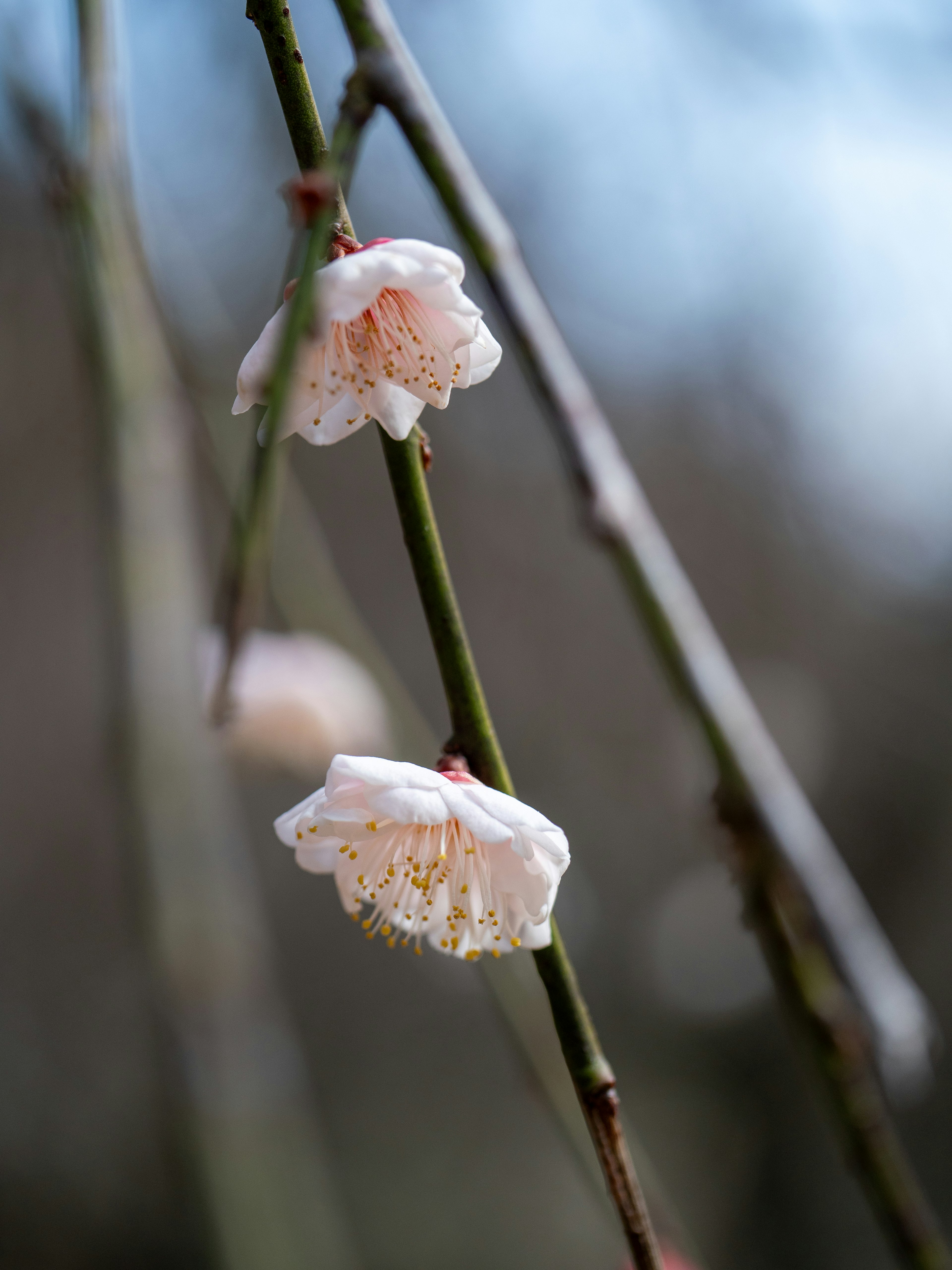 淡いピンクの花が枝に咲いている様子