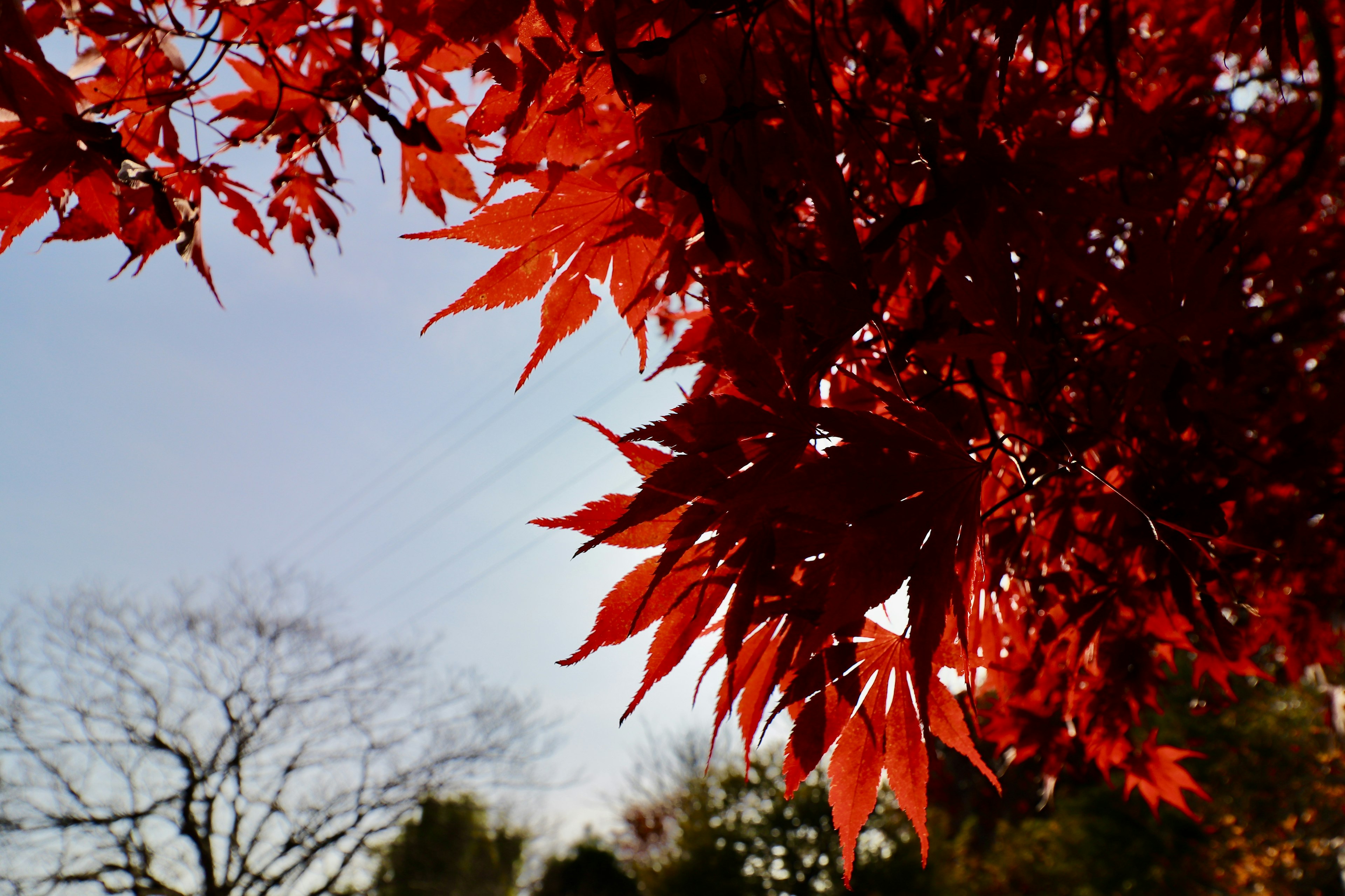 Daun maple merah cerah di latar belakang langit biru