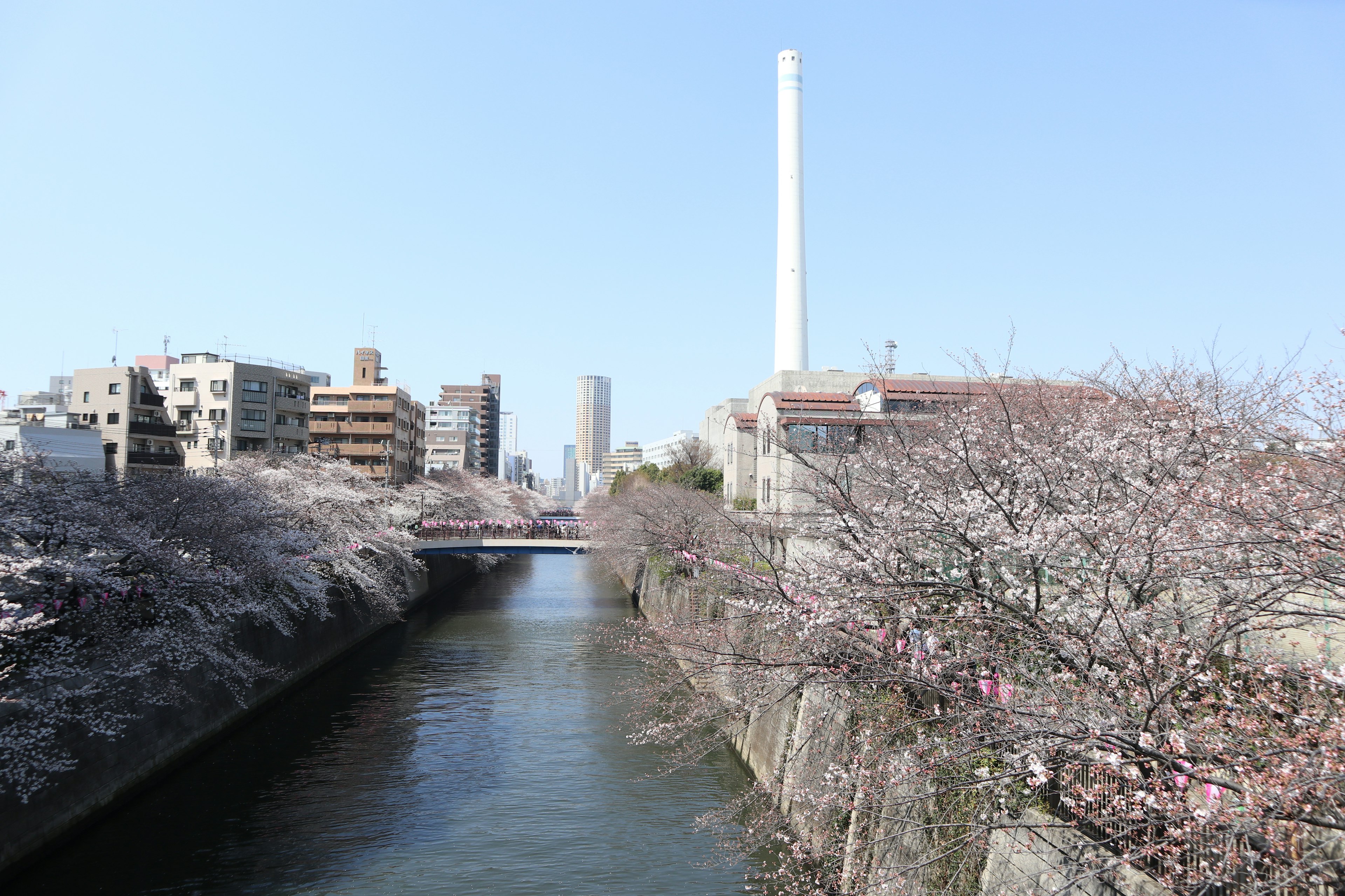 桜並木のある川の景色と工場の煙突