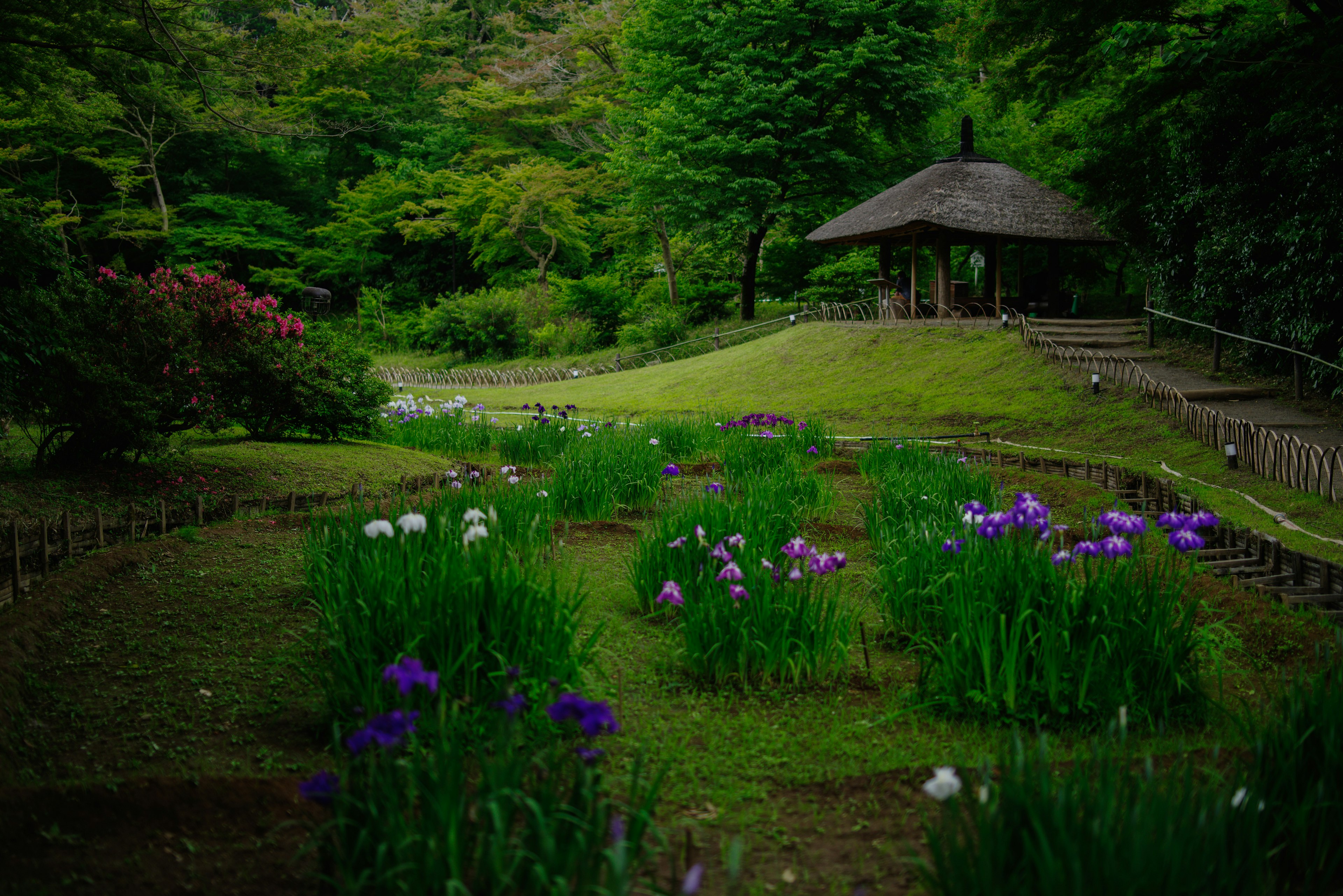 Jardín exuberante con flores moradas a lo largo de un camino y un gazebo