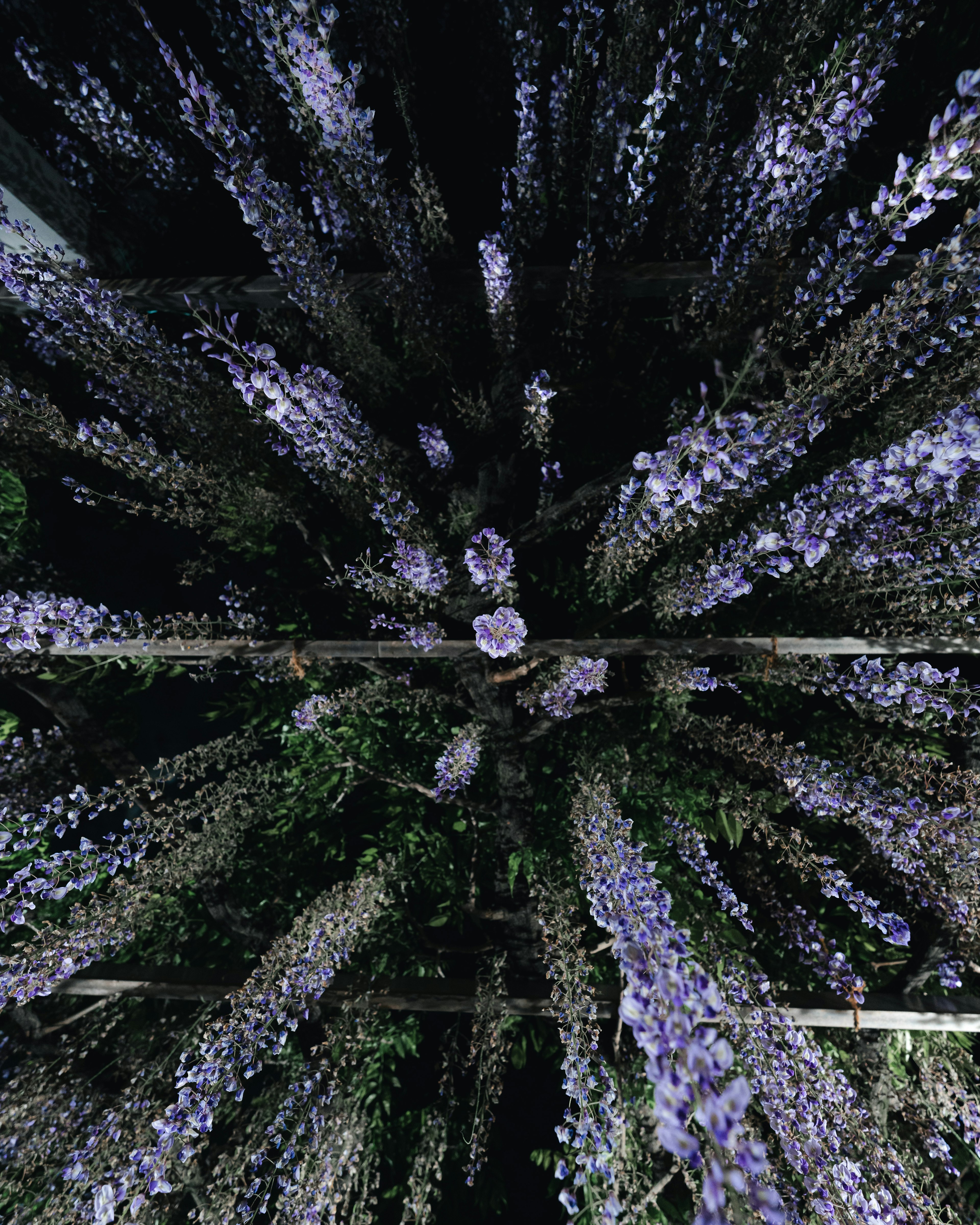 紫色の藤の花が垂れ下がる美しい風景