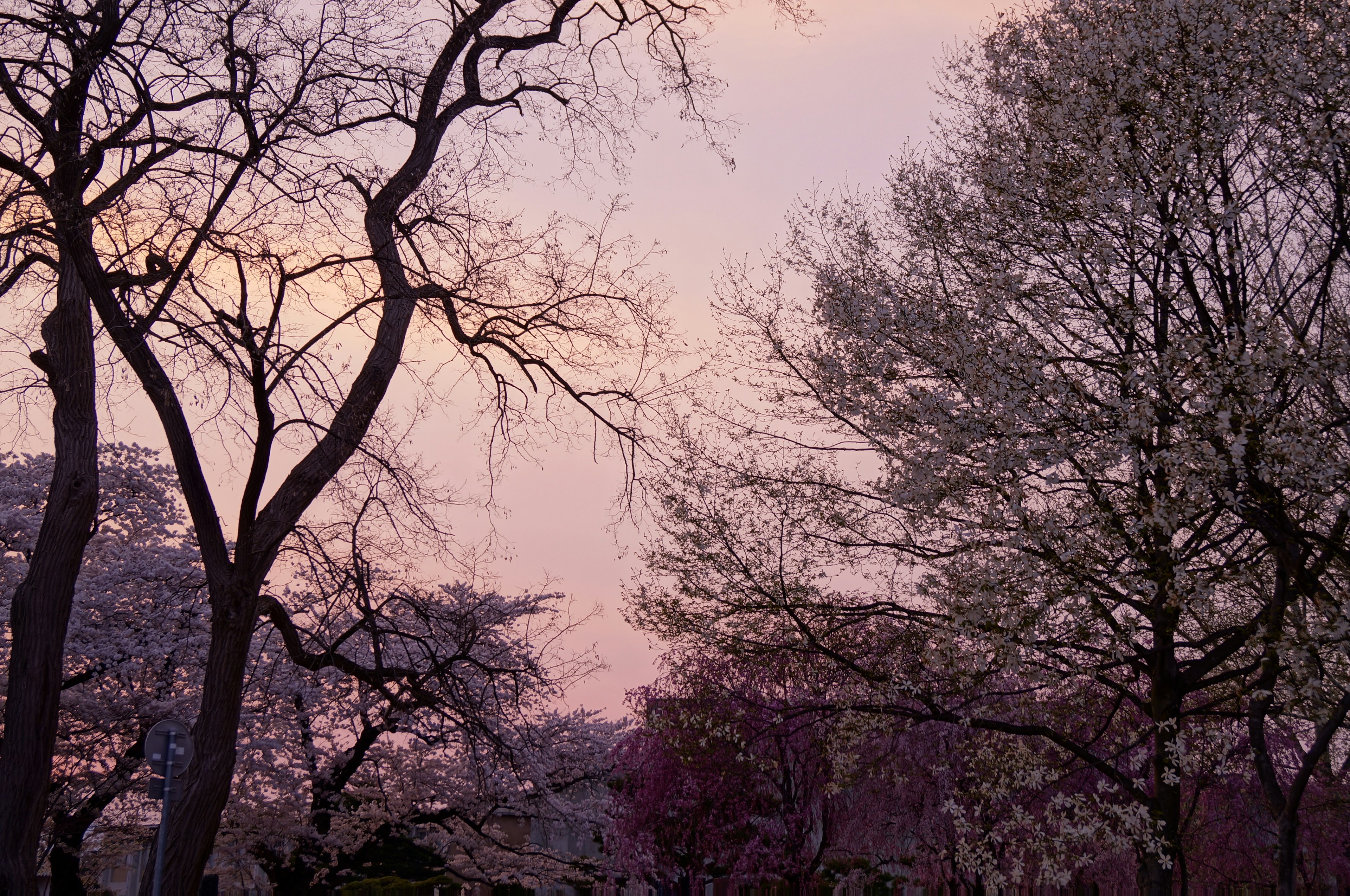 夕暮れ時の薄紫の空にシルエットの木々が映える風景