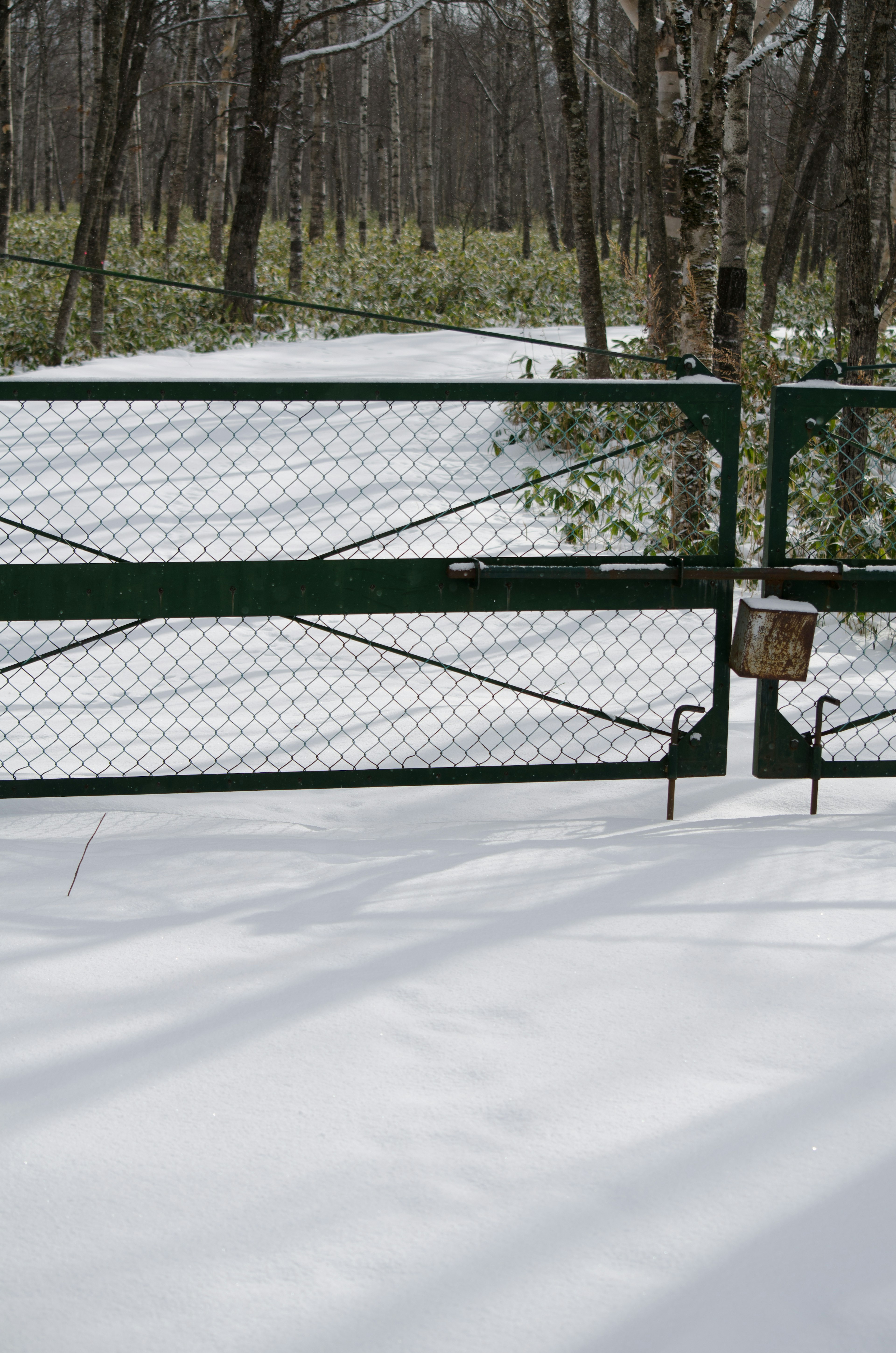 雪に覆われた道の先にある緑のゲートと森の風景