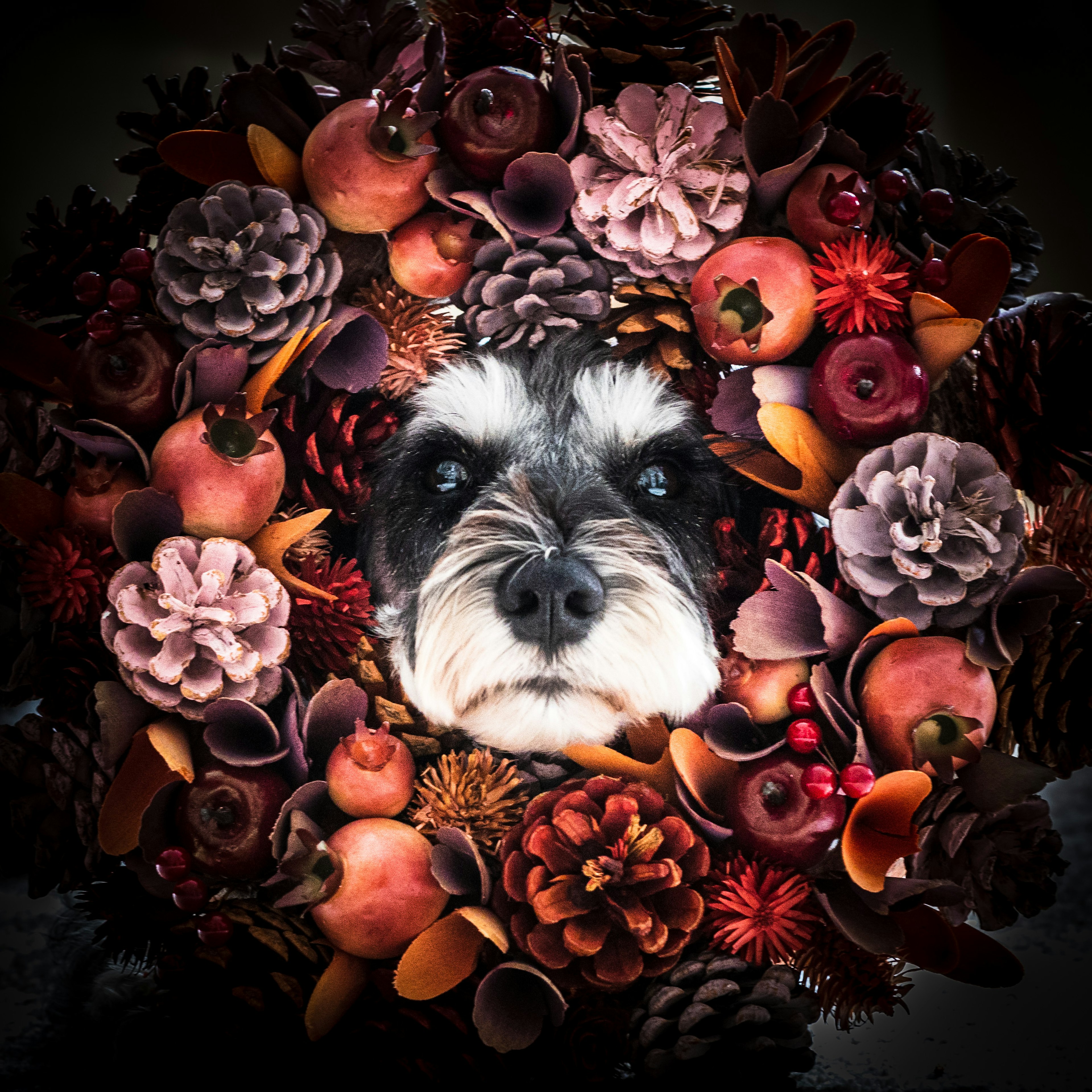 Visage de chien entouré d'une couronne de fleurs et de fruits colorés