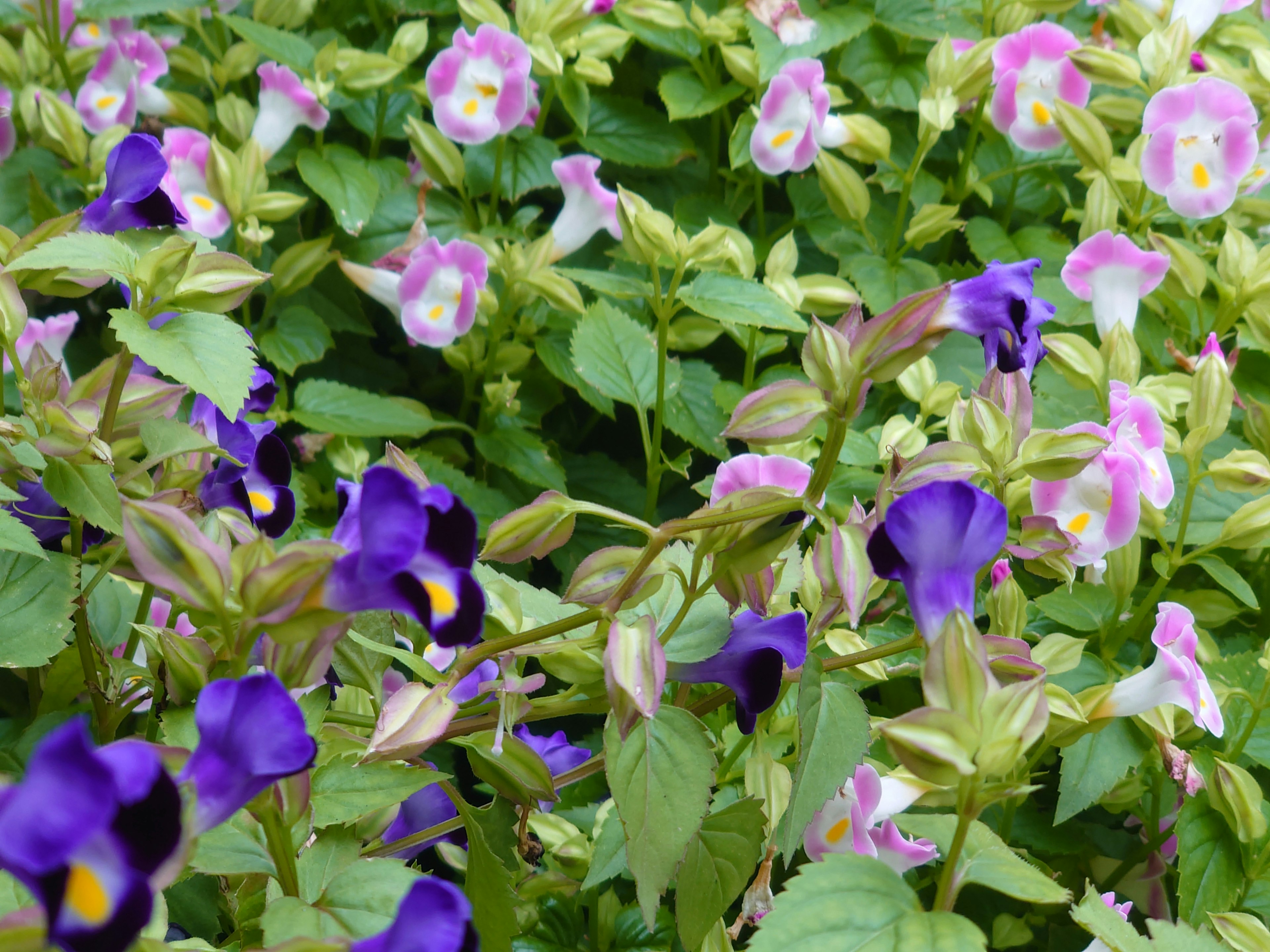 色とりどりの花が咲く緑の葉の植物のクローズアップ