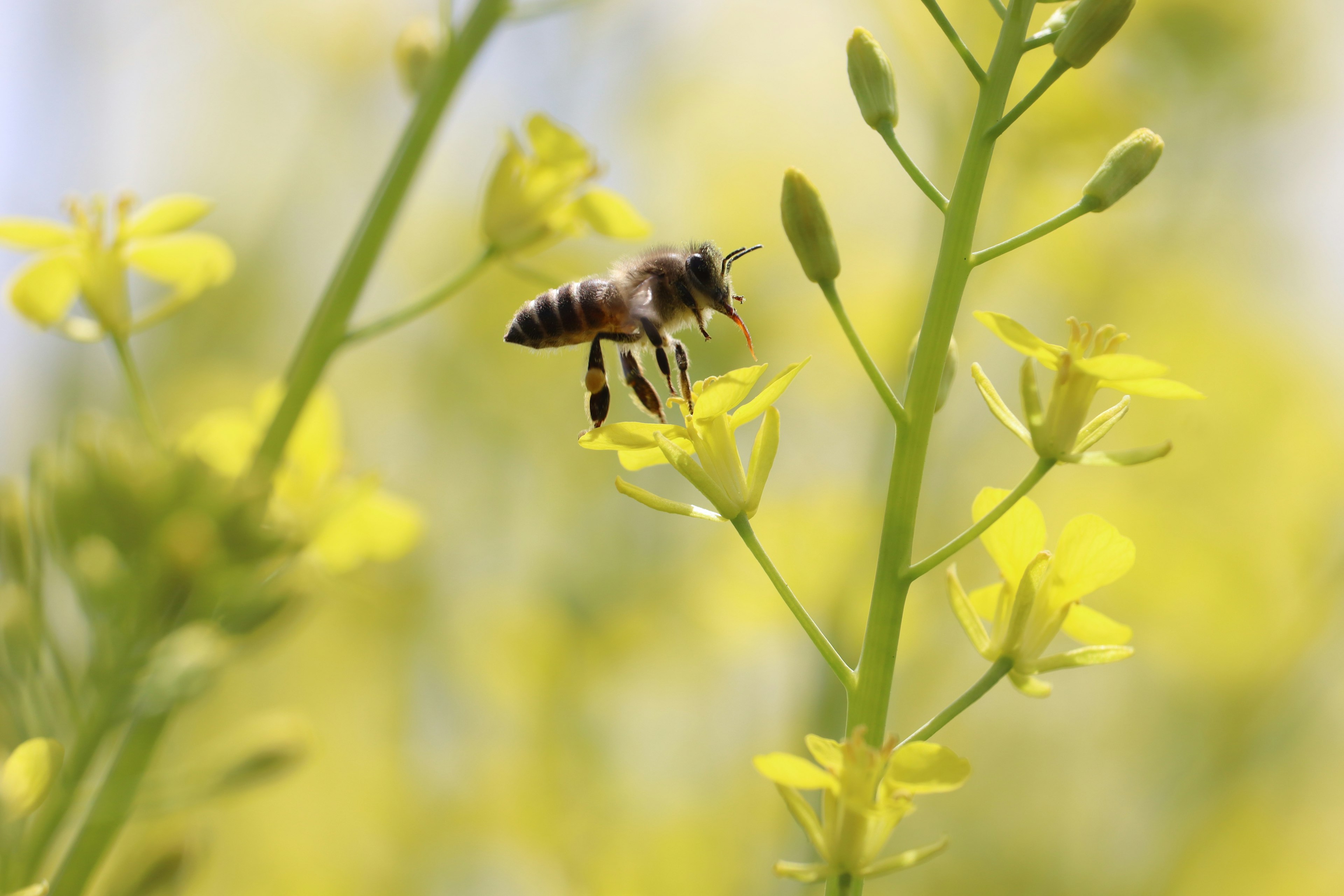 Biene, die Nektar zwischen gelben Blumen sammelt