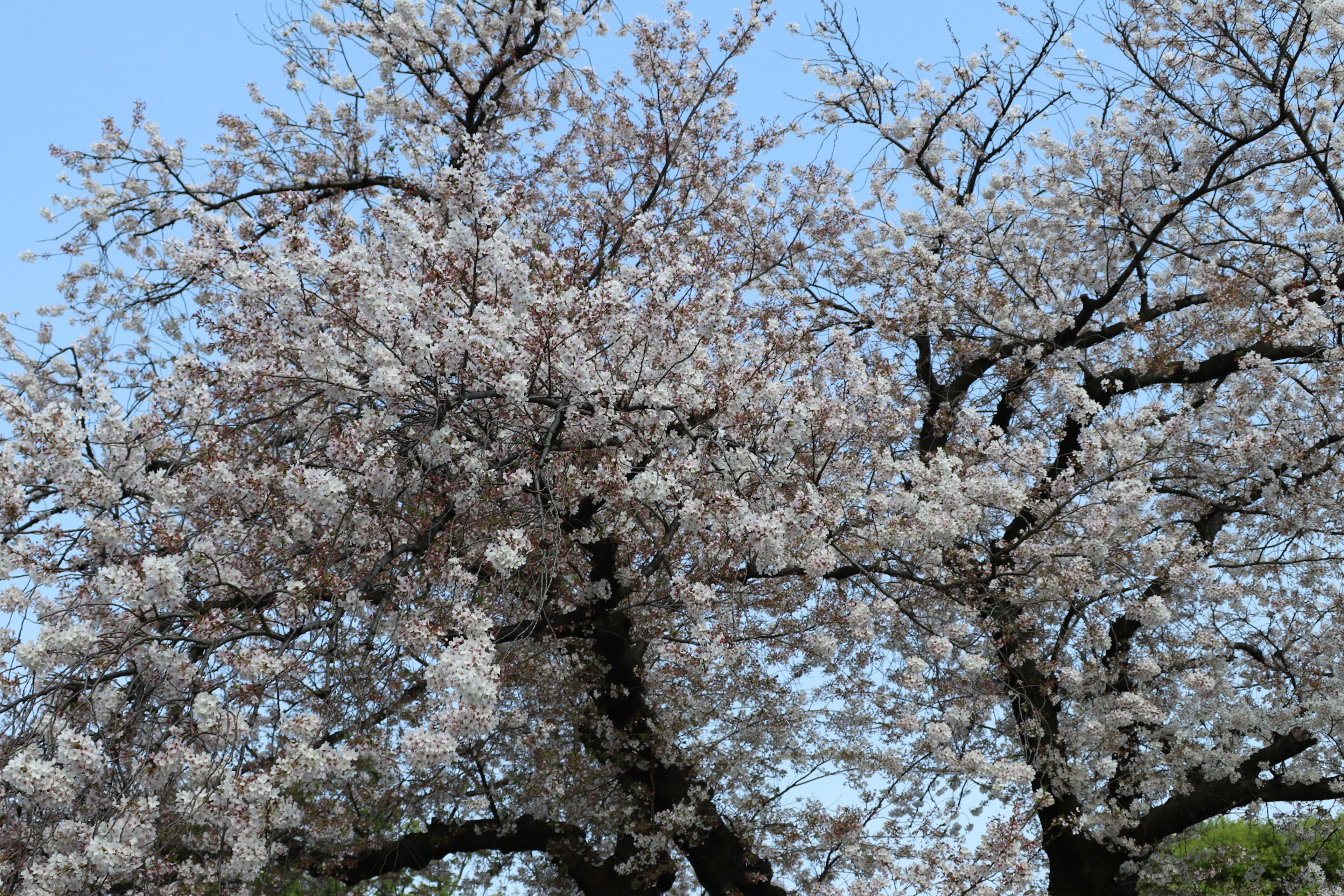 桜の花が満開の木々が青空の下で咲いている様子