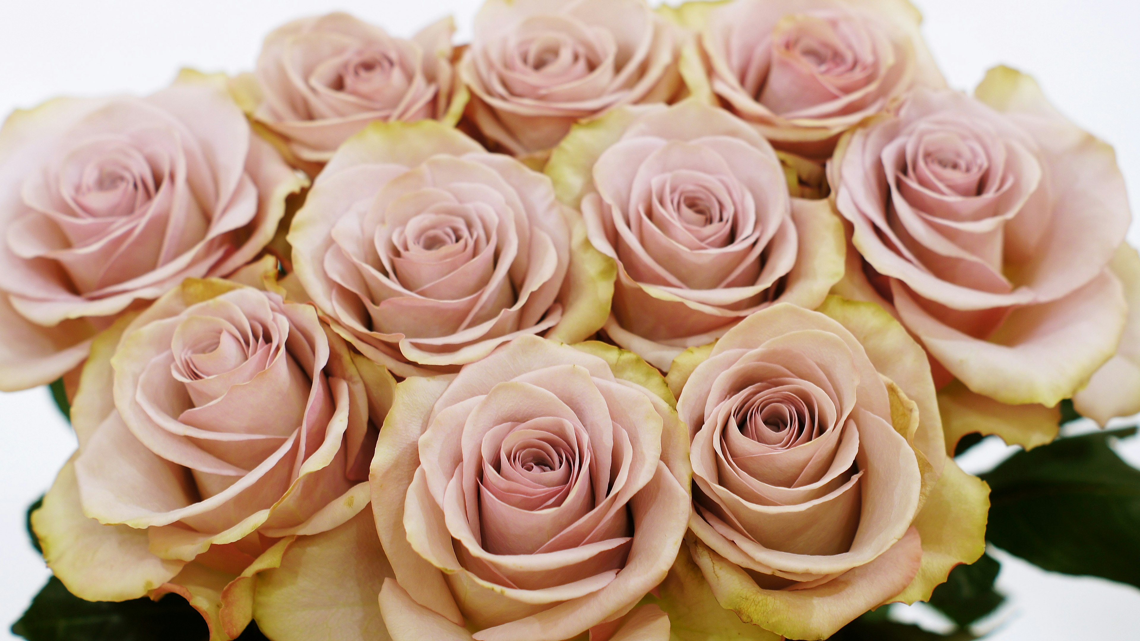 Un mazzo di rose rosa pallido con petali delicati e foglie verdi