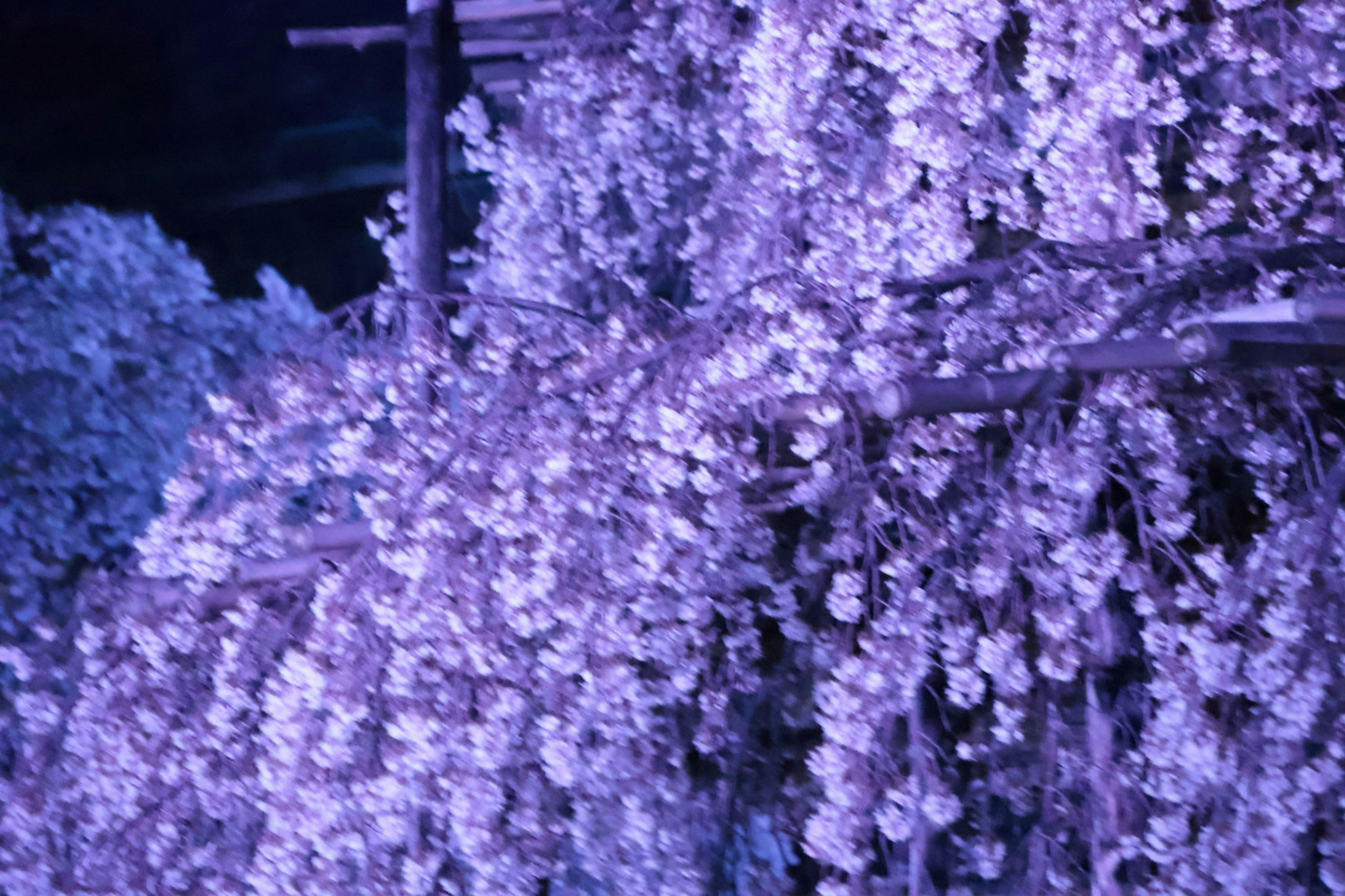 Close-up of branches with purple flowers