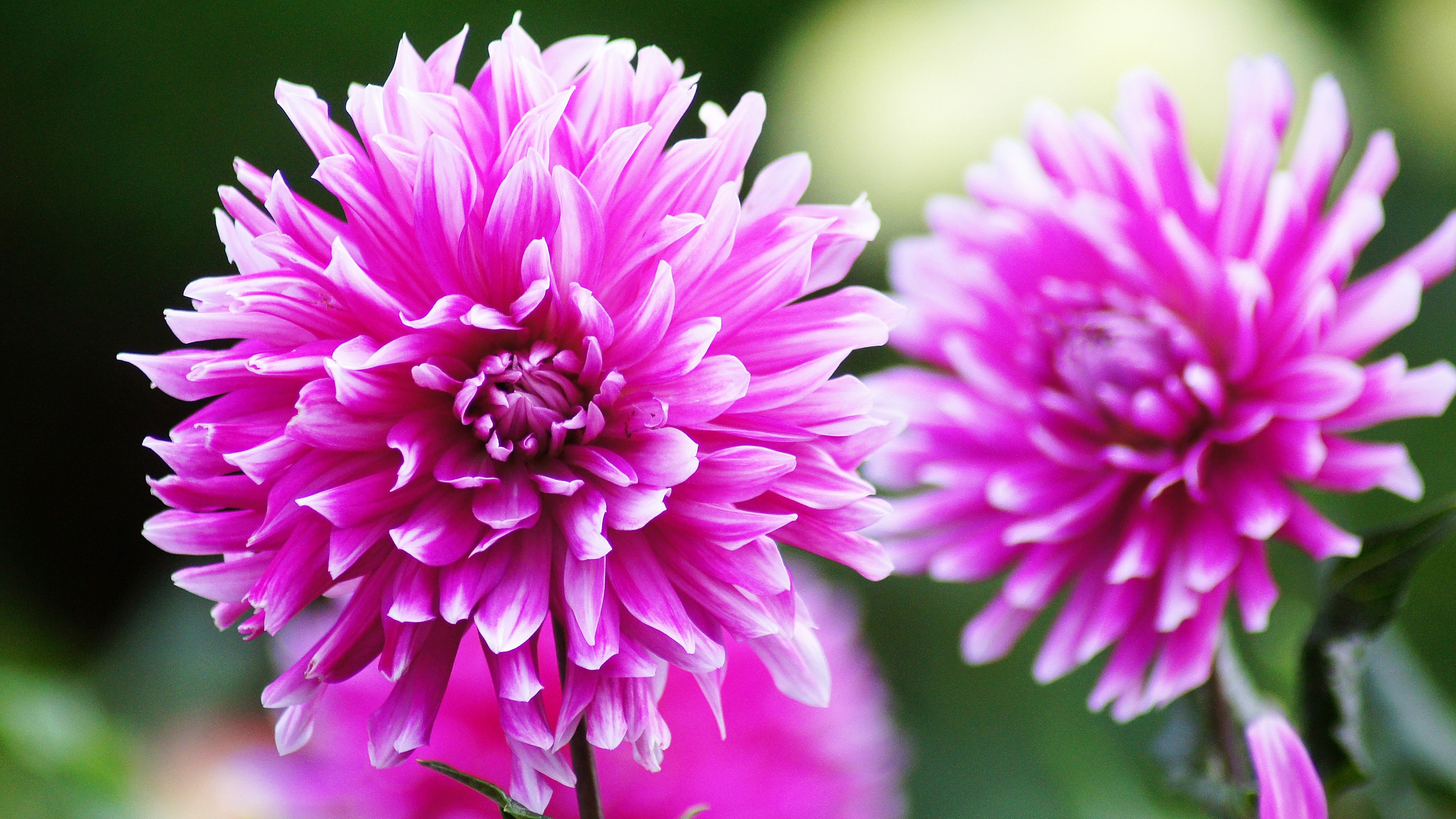 Vibrant pink dahlias blooming in a garden