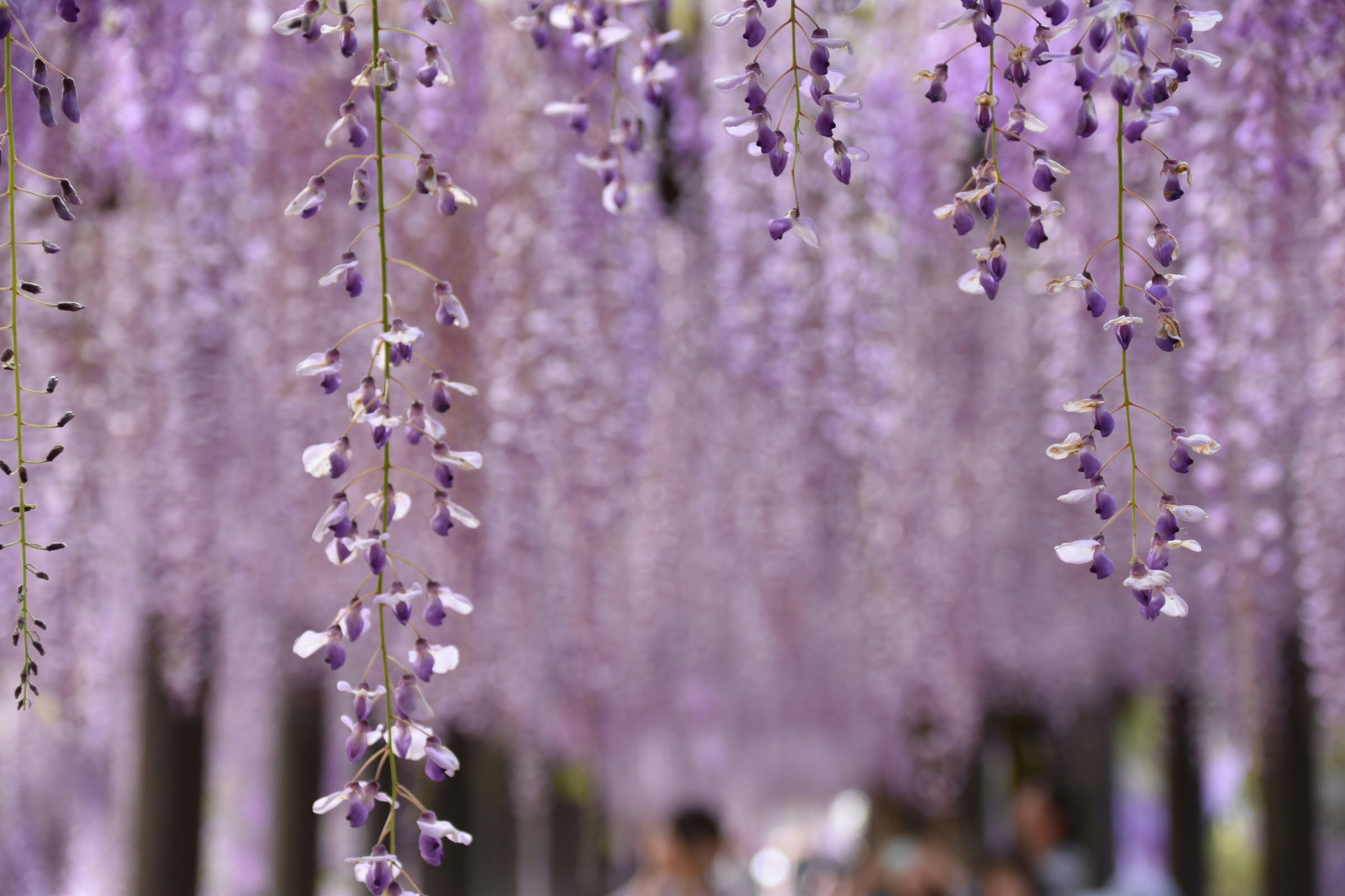 Hermosa vista de flores de glicina moradas colgando