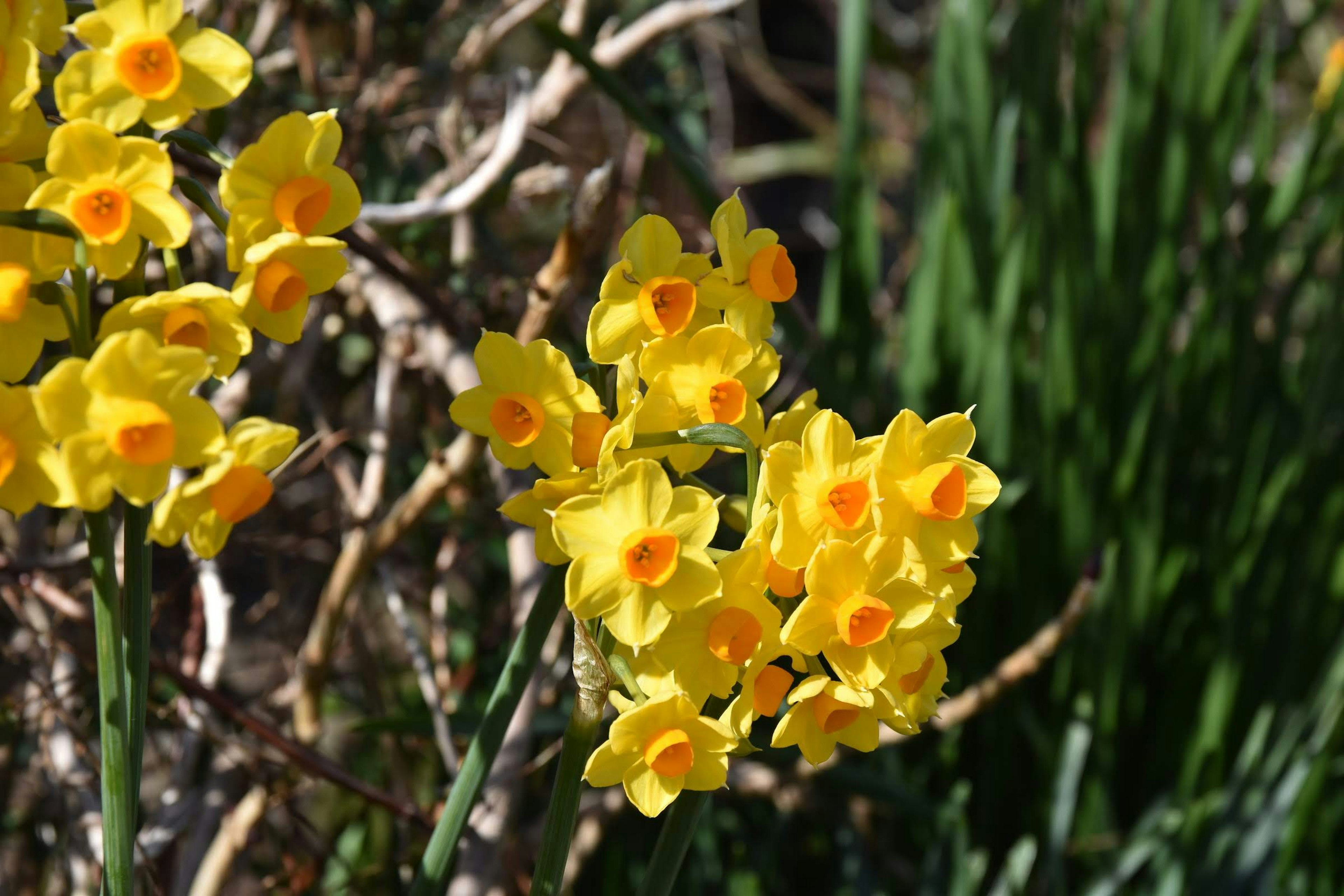 Gruppen von leuchtend gelben Blumen mit orangefarbenen Mittelpunkten