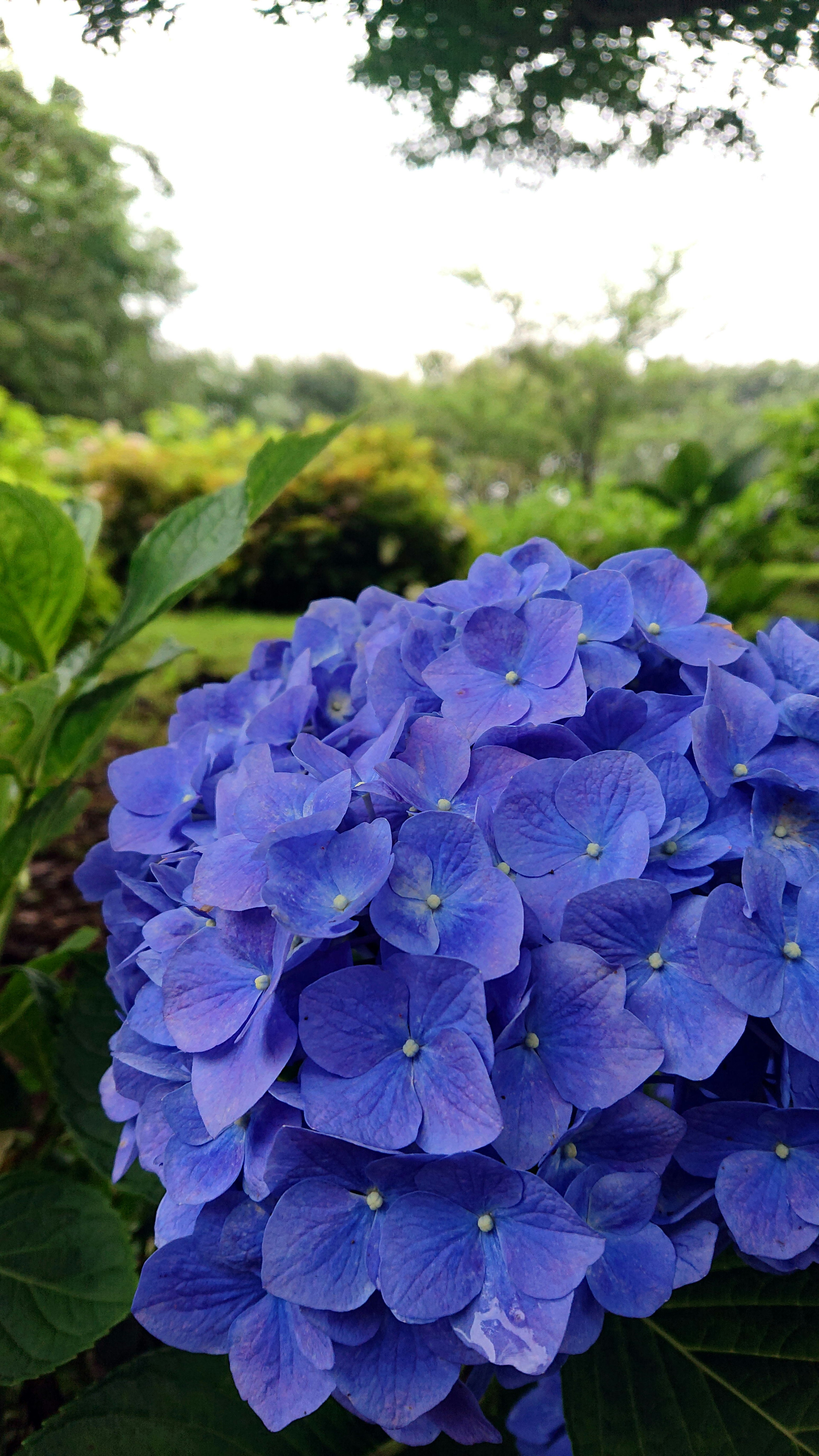 Vibrant blue hydrangea flower blooming against a green background