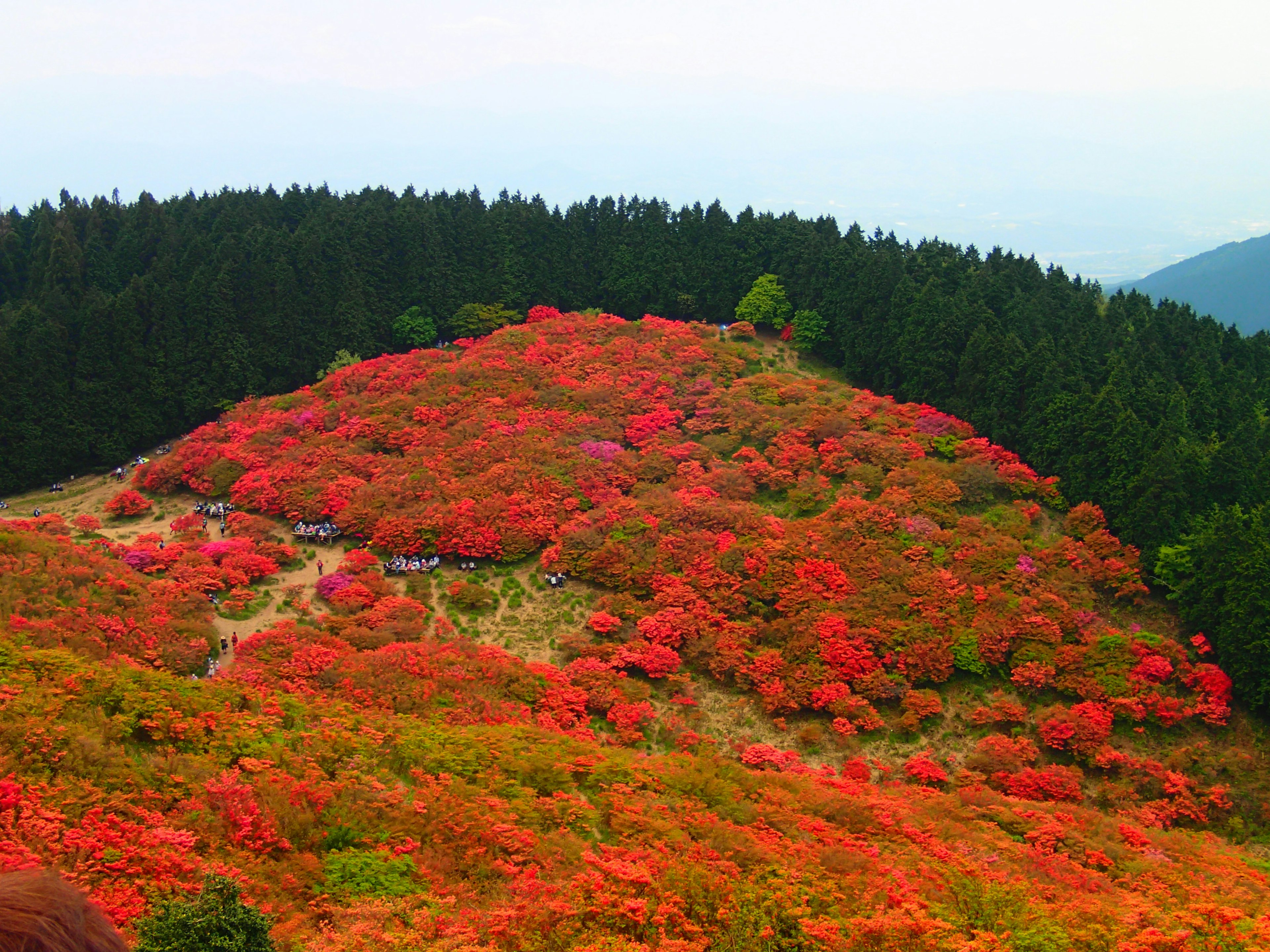 Collina fiorita di rosso vibrante con foresta verde lussureggiante