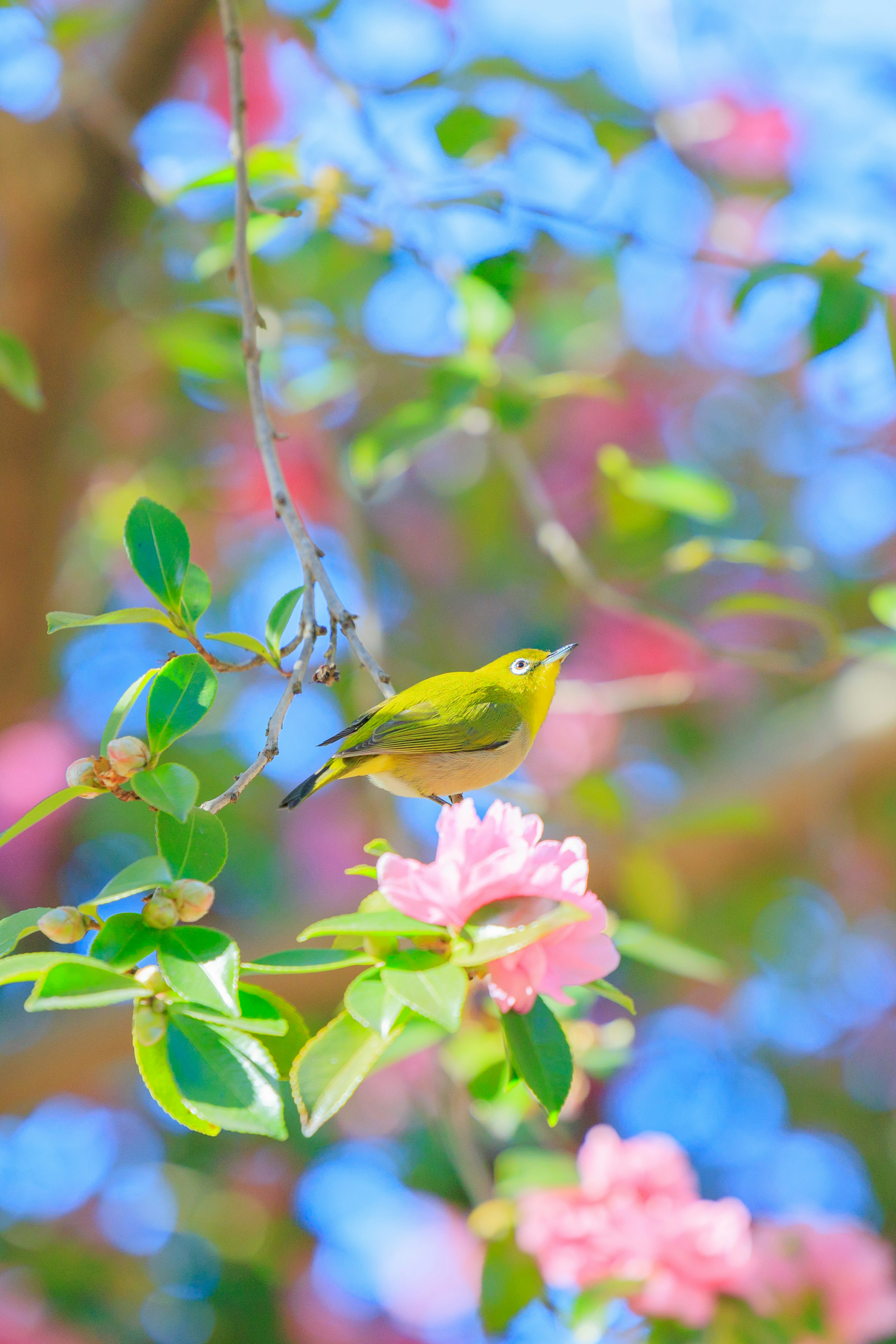 Eine schöne Szene mit einem grünen Vogel, der zwischen rosa Blumen vor einem blauen Hintergrund sitzt