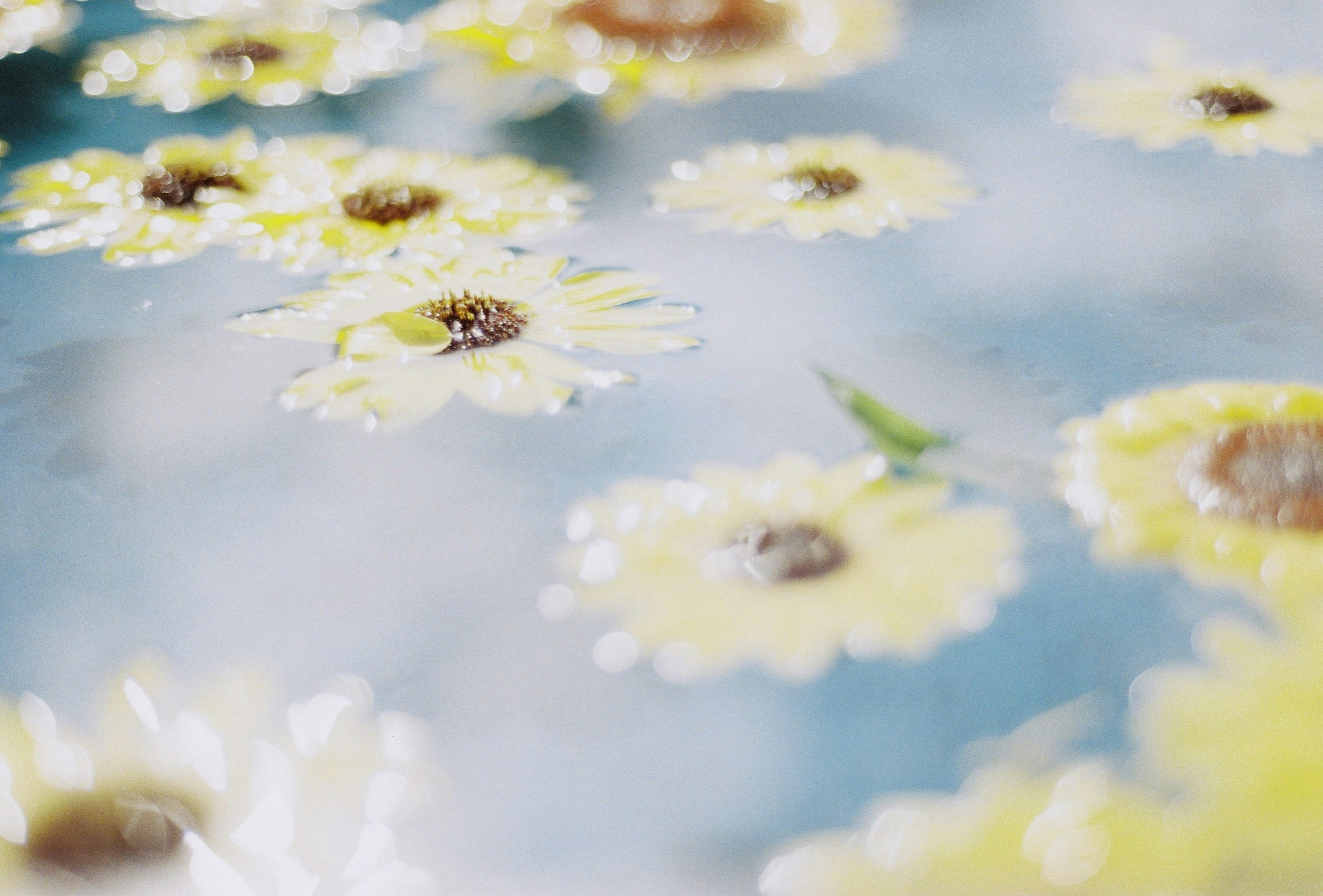 Image douce de fleurs jaunes flottant sur l'eau