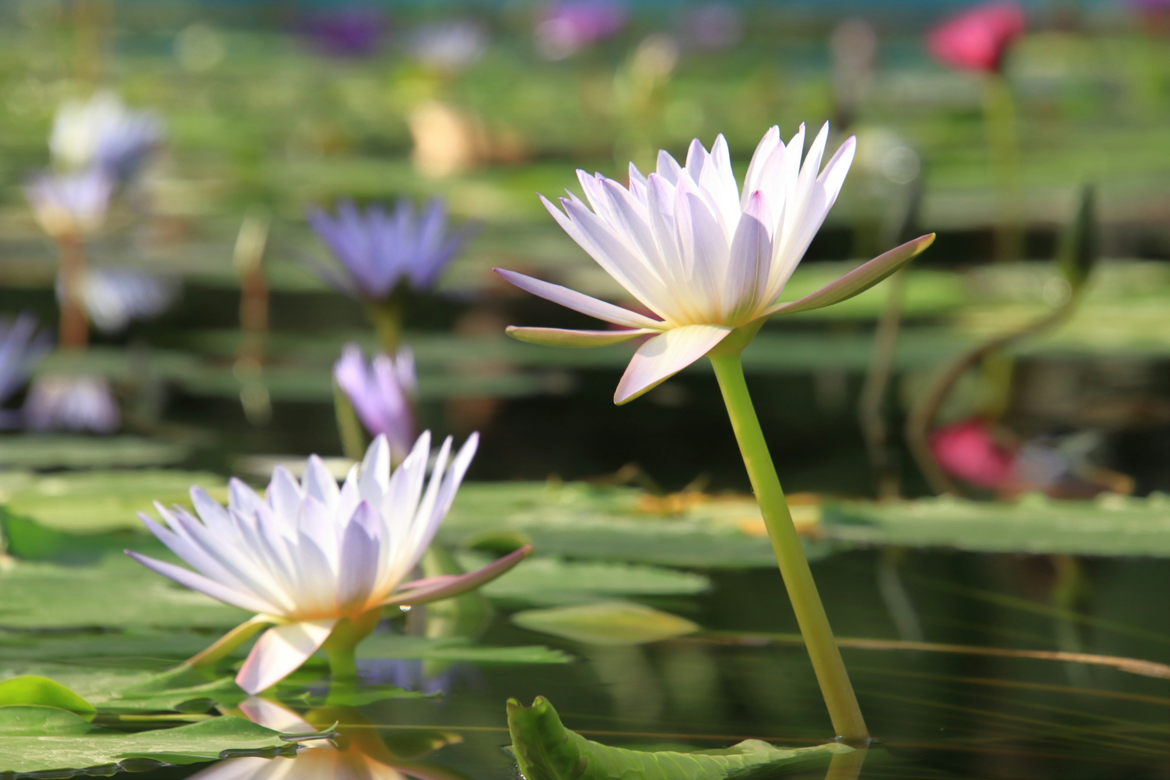 Fiori di ninfea bianchi che galleggiano sulla superficie dell'acqua con foglie verdi