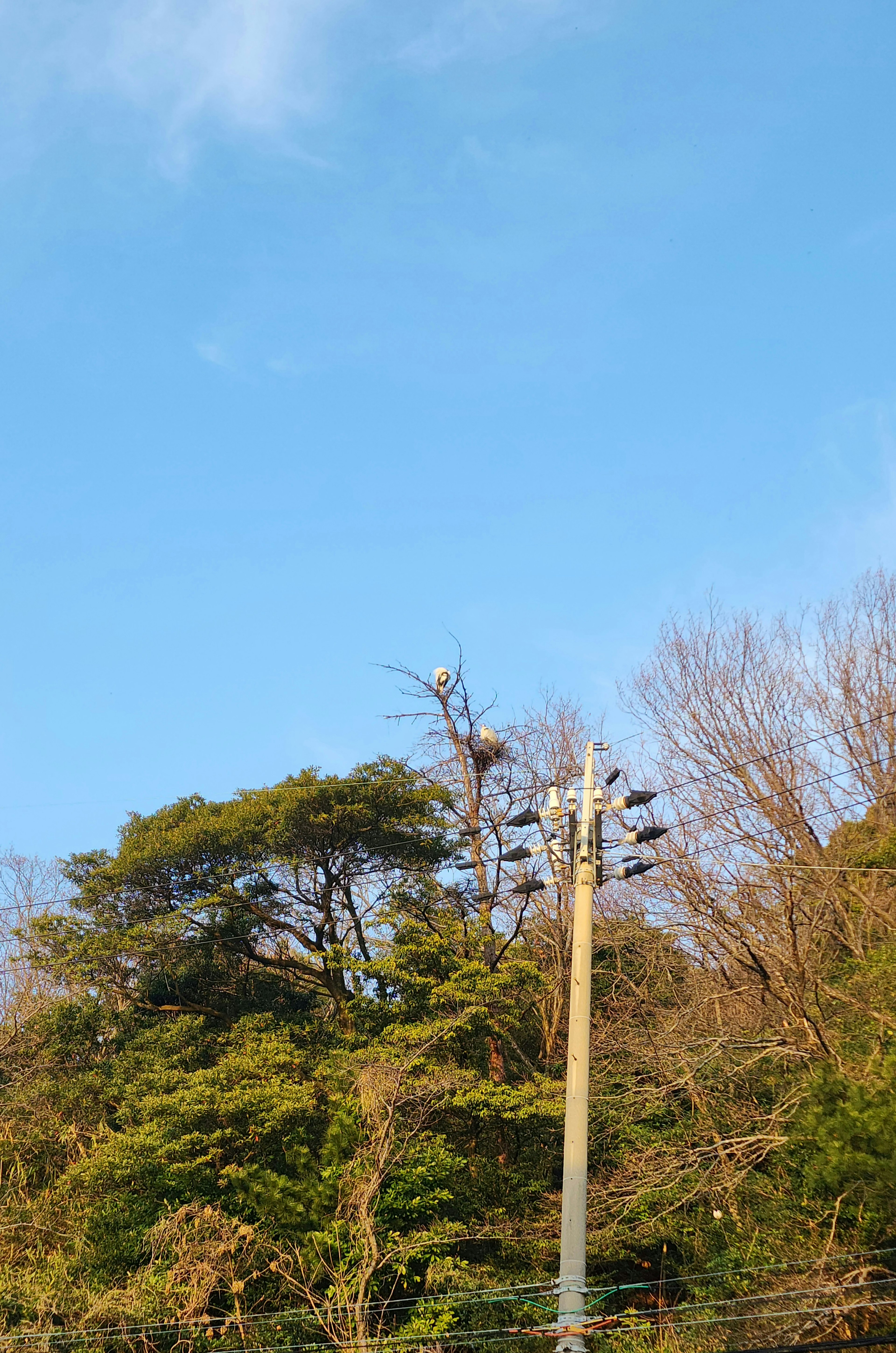 Une vue d'un poteau électrique et des arbres sous un ciel bleu