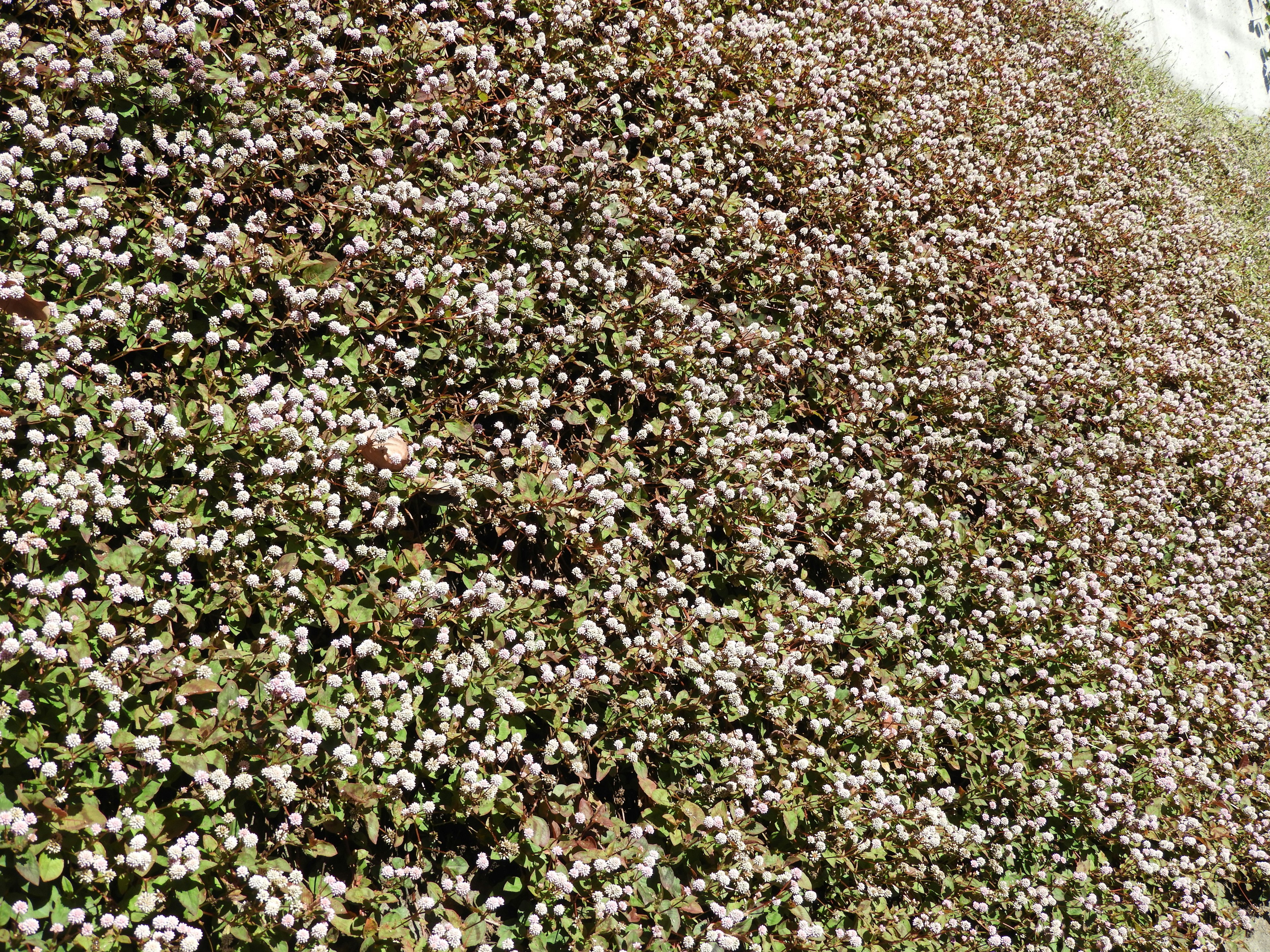 Un paysage recouvert de petites fleurs blanches et de feuilles vertes sur un mur