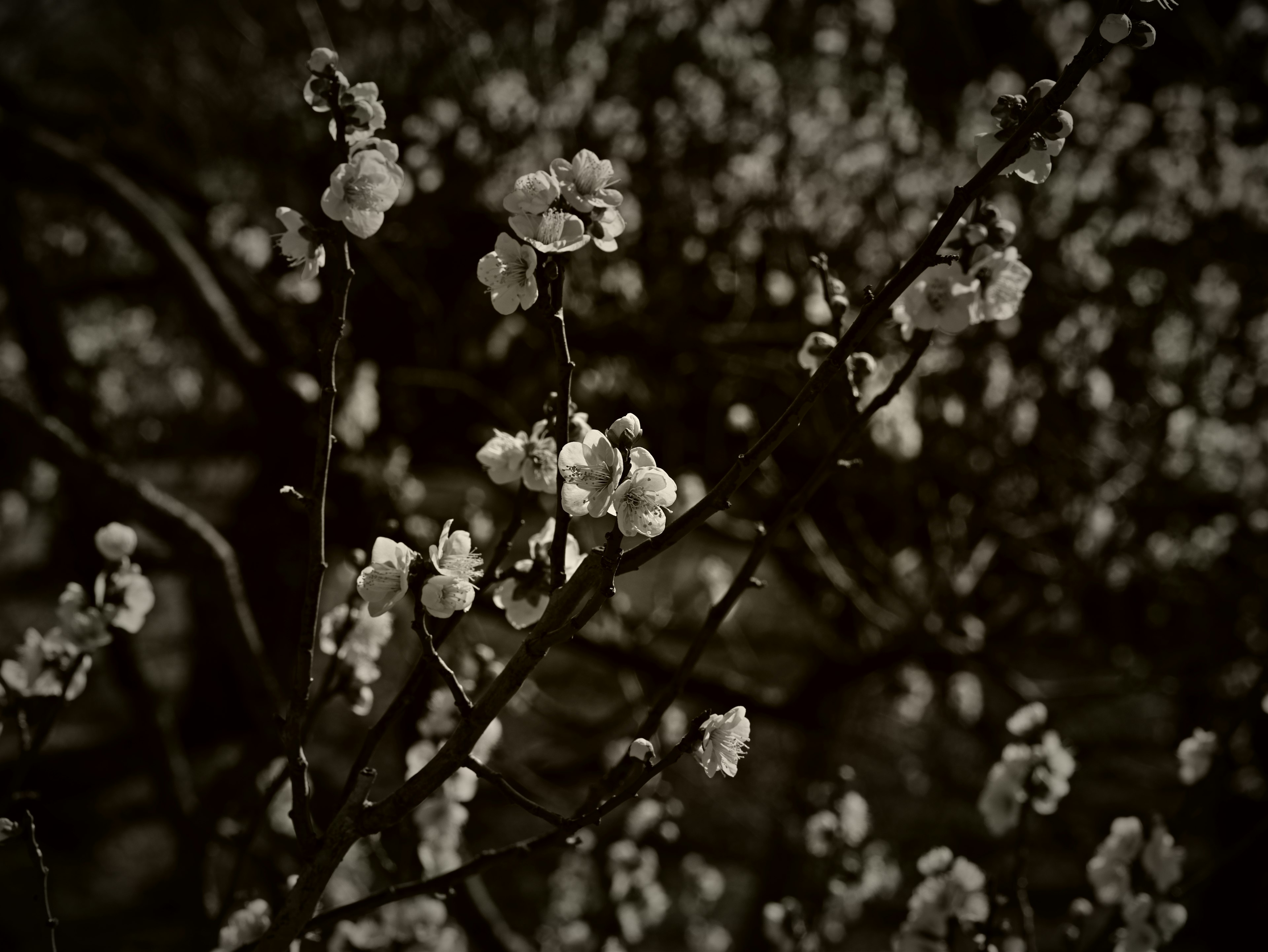 Nahaufnahme von Zweigen mit weißen Blüten