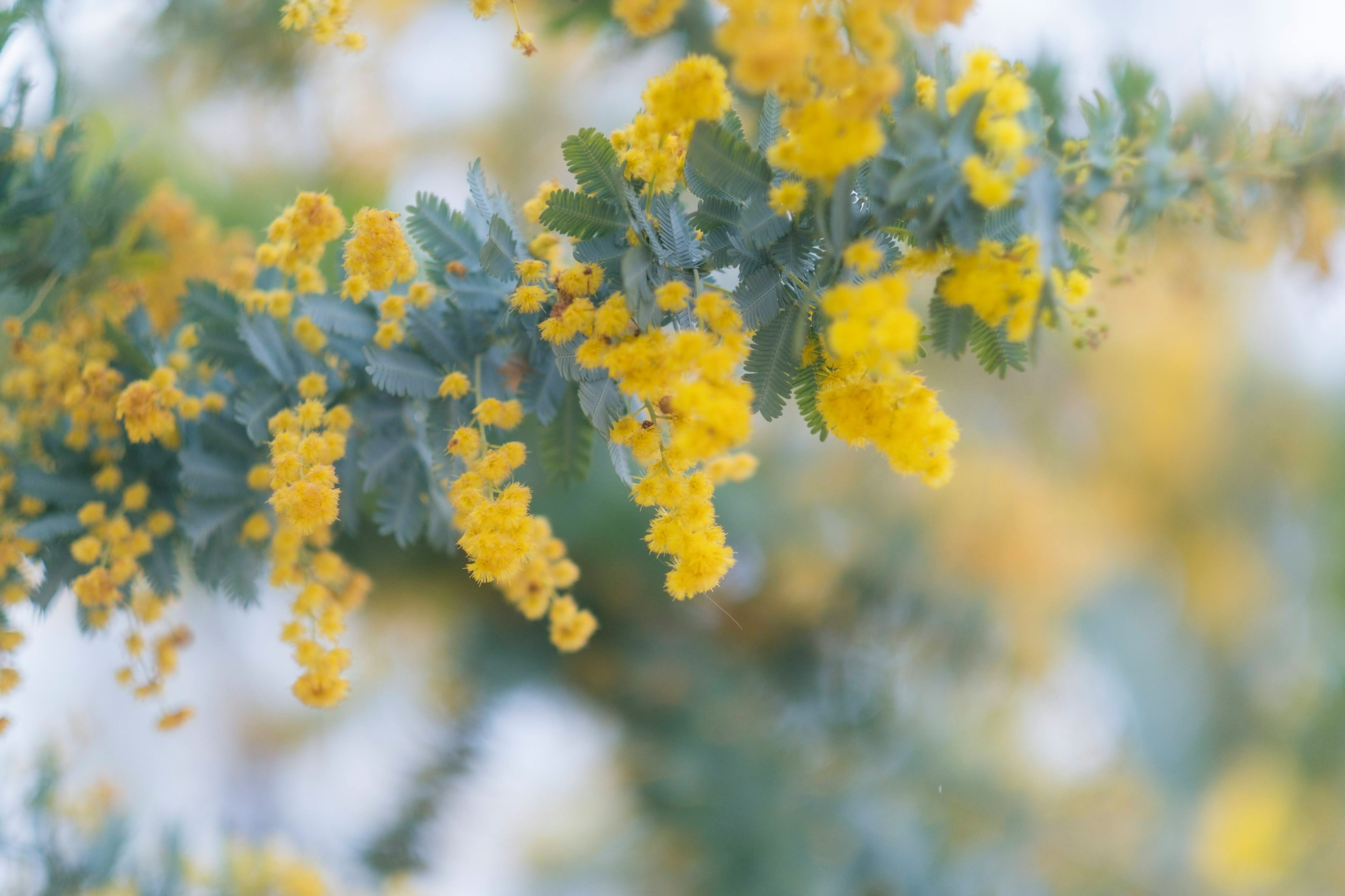 Nahaufnahme von Mimose mit gelben Blüten und grünen Blättern