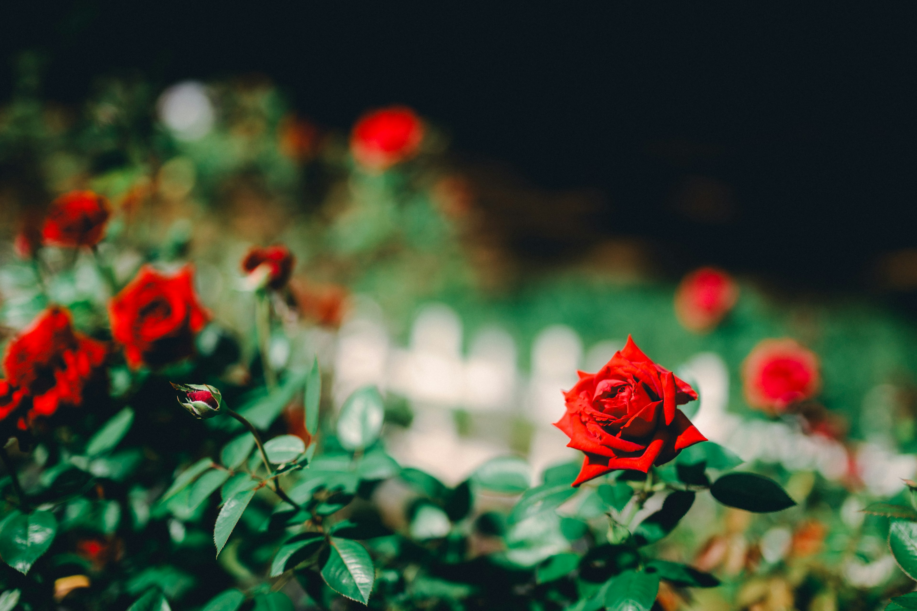 A photo of blooming red roses in a garden