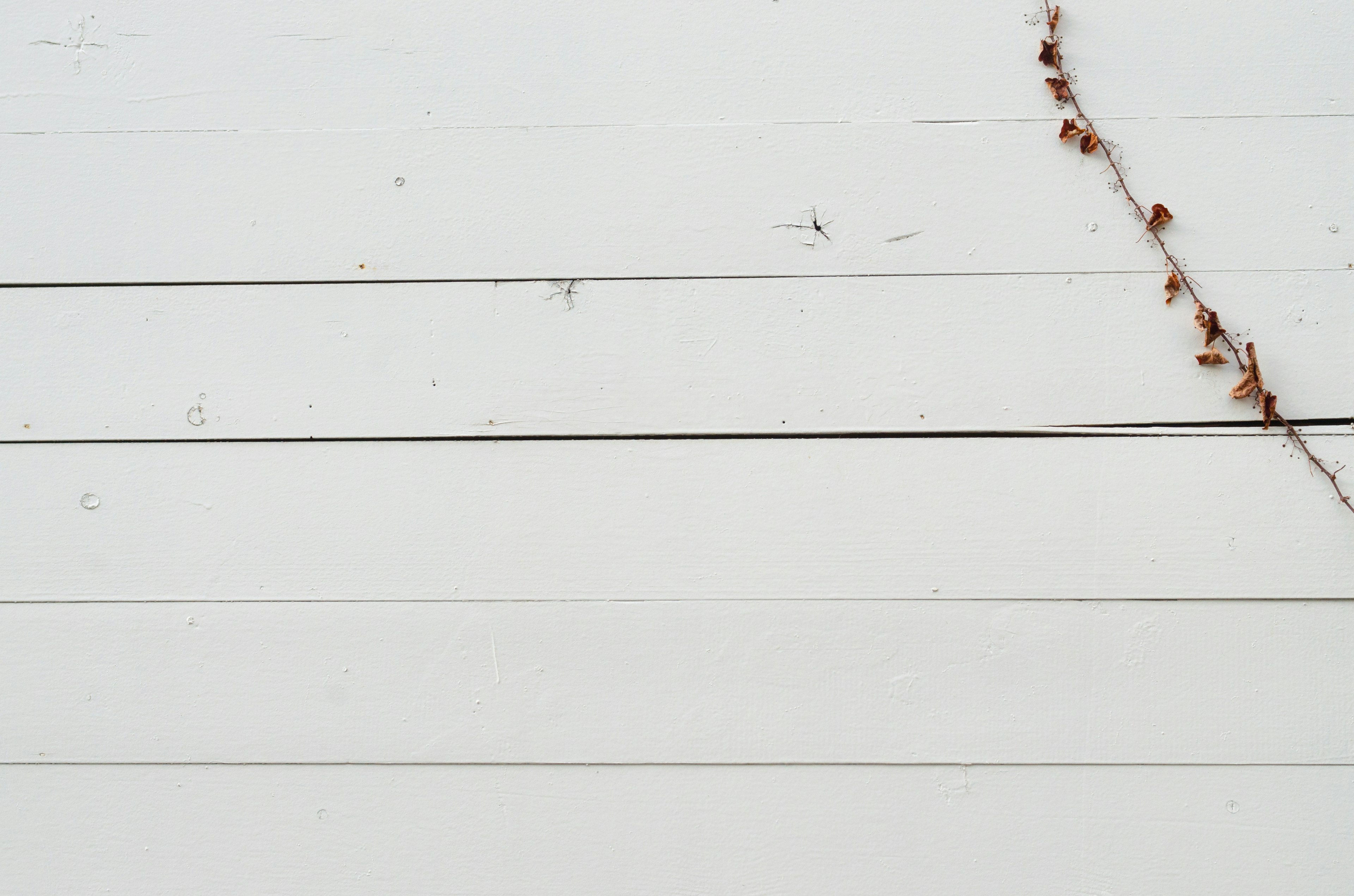 Pared de madera blanca con hojas de vid trepadoras