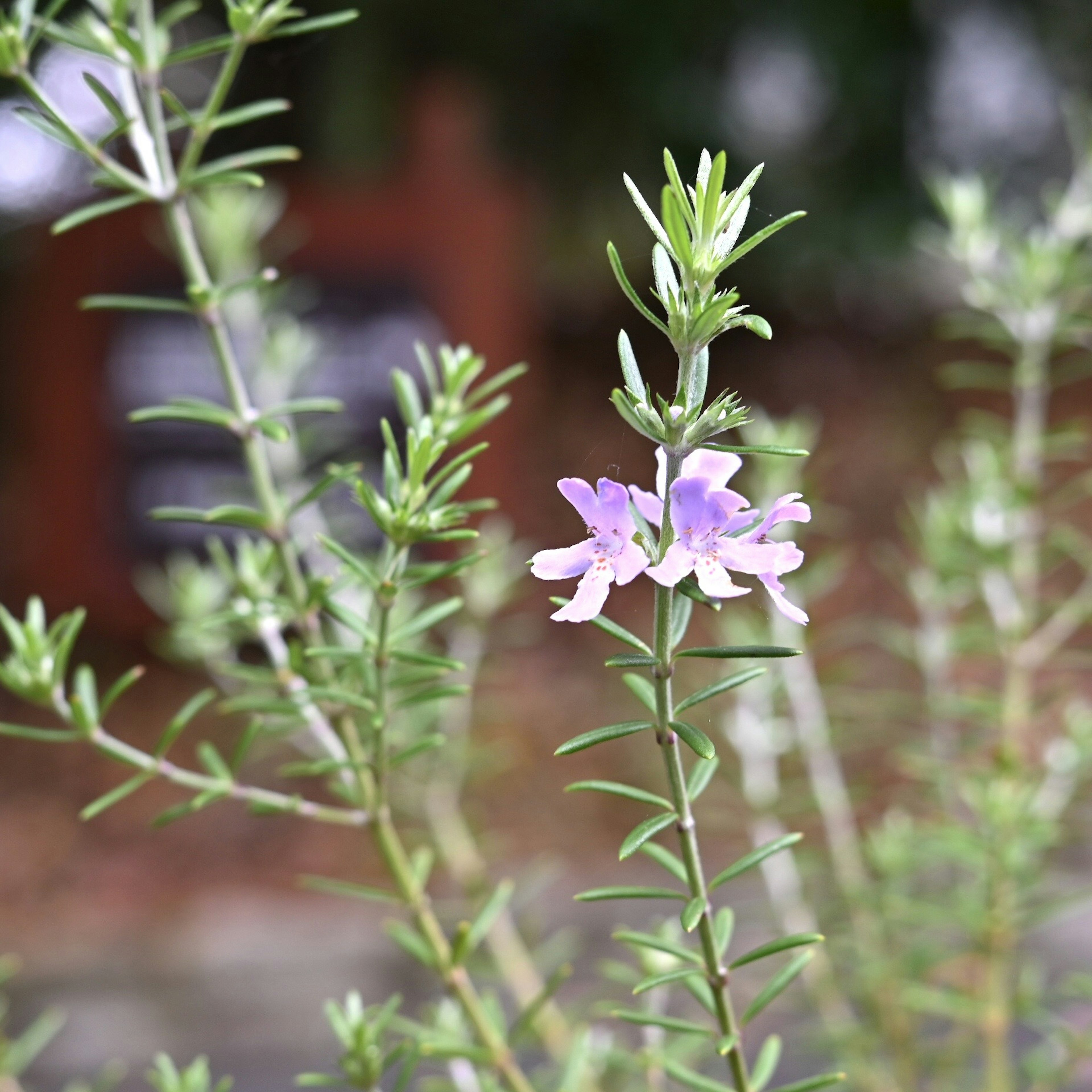 Primo piano di una pianta di rosmarino con fiori viola chiaro