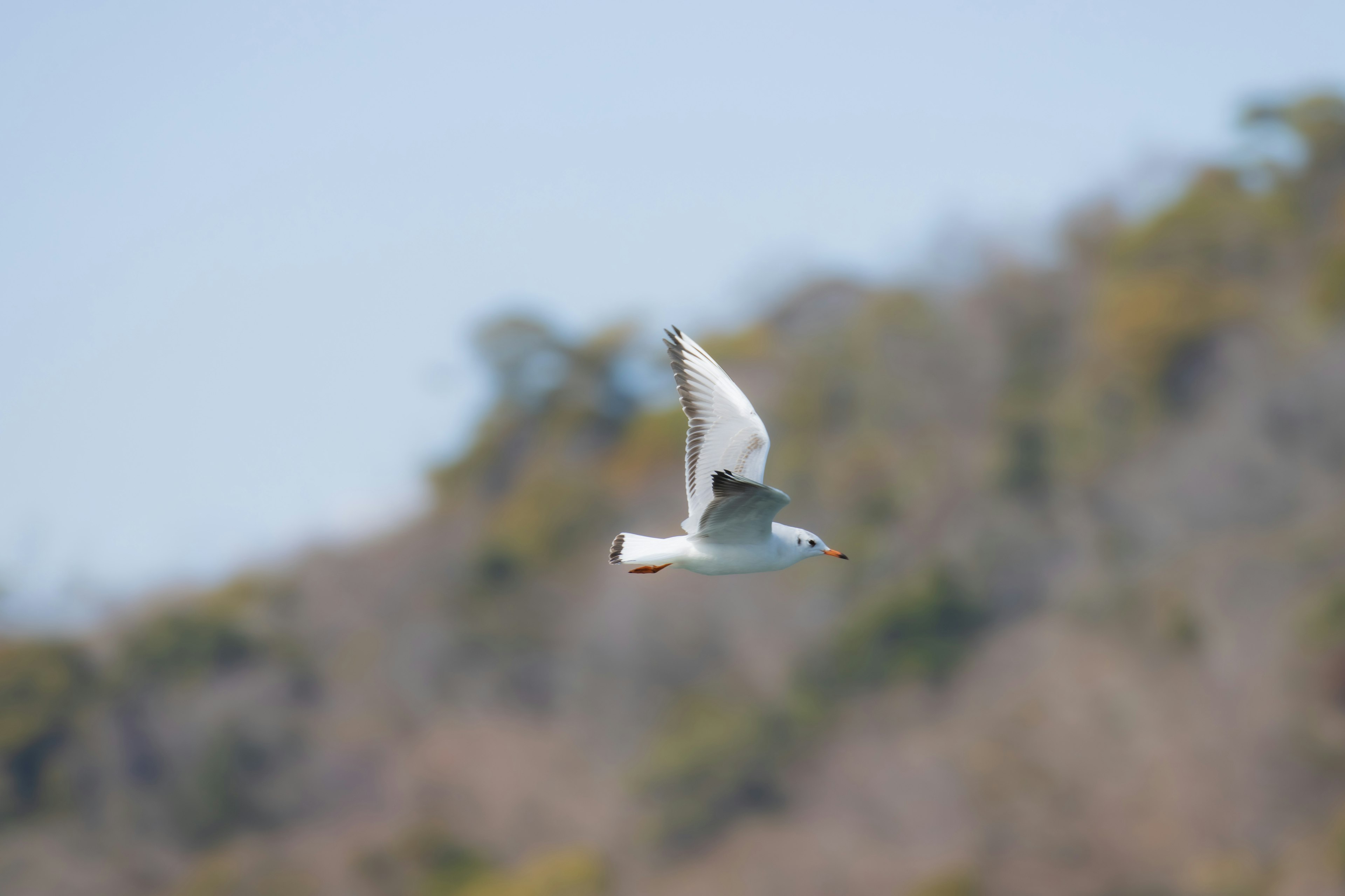 A white bird flying against a backdrop of hills